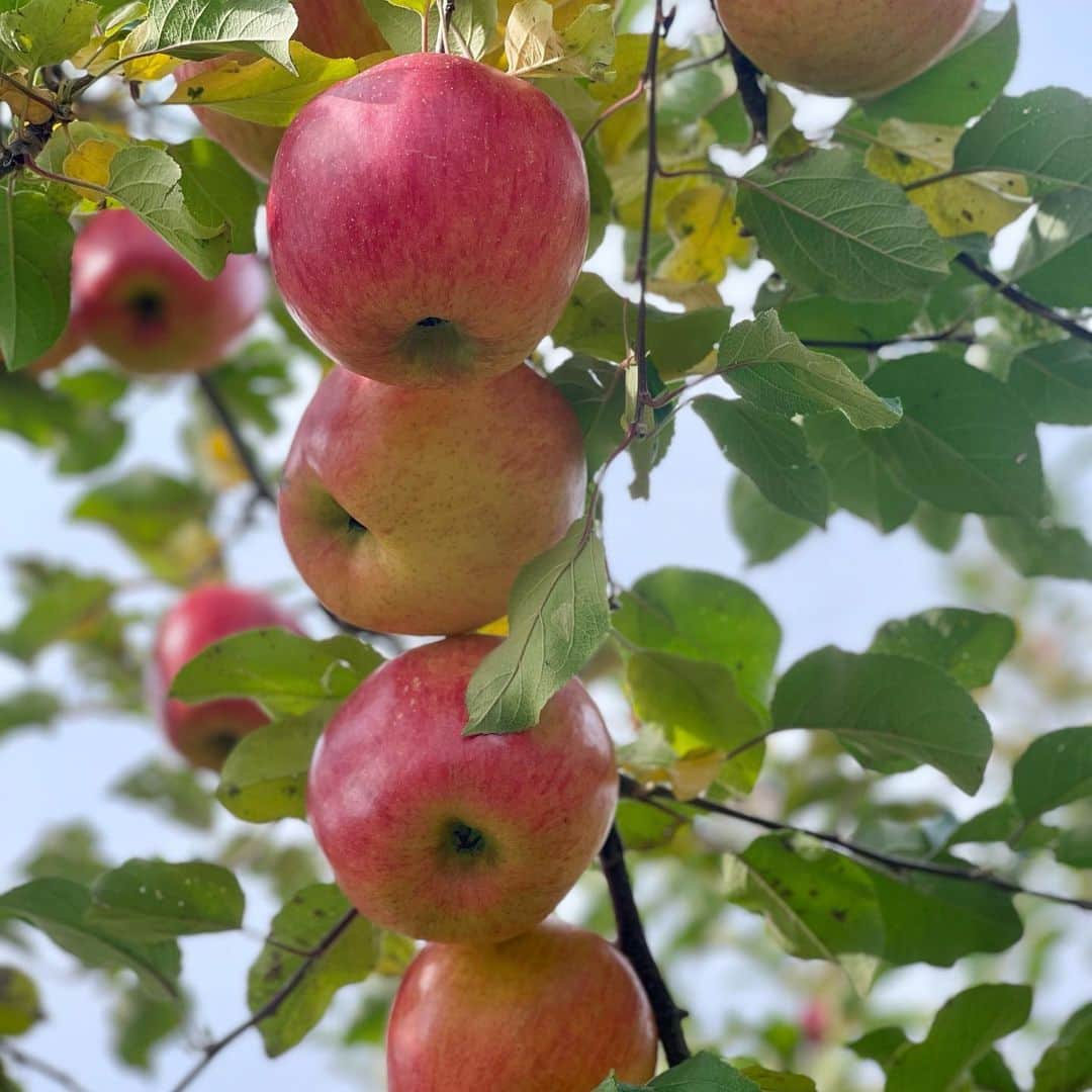 三浦瑠麗さんのインスタグラム写真 - (三浦瑠麗Instagram)「日曜の朝ごはんには、ホットサンドと紅茶。 土曜の夜ごはんはニラとエノキと干しエビのチヂミ。 午後はリンゴ狩りでとってきたリンゴでタルトを焼きました。晩ごはんがわり。」11月5日 17時57分 - lullymiura