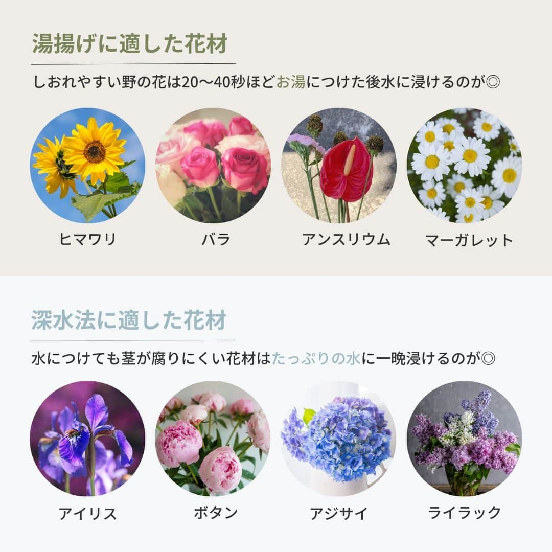 Bloomee LIFEさんのインスタグラム写真 - (Bloomee LIFEInstagram)「. お花を長く楽しむための 水揚げ＆水切りの基本📚  手元に届いたきれいなお花🌹 できれば1日でも長く楽しみたいですね！  適切な水揚げのタイミングや水切り方法 お花ごと適した管理方法をご紹介。  水揚げ＆水切りの基本をチェックして お花を長く楽しんでくださいね✨  ーーーーーーーーーーーーーーーー  お花が届いたら『 #ブルーミー 』 をつけて投稿してみてください📸  ほかの投稿は @bloomee でチェック👀🌹  #bloomee #お花の定期便 #お花のサブスク #花部 #花写真 #花を楽しむ #花が好き #花好きな人と繋がりたい  #お花のある暮らし #花のある生活 #花のある生活が好き #花を飾る  #暮らしを楽しむ #丁寧な暮らし #豊かな暮らし #インテリアフラワー #フラワーインテリア #ナチュラルインテリア #お花長持ち #お花の管理 #お花の管理方法 #水揚げ #水切り #水折り #湯揚げ #深水法」11月5日 18時00分 - bloomee