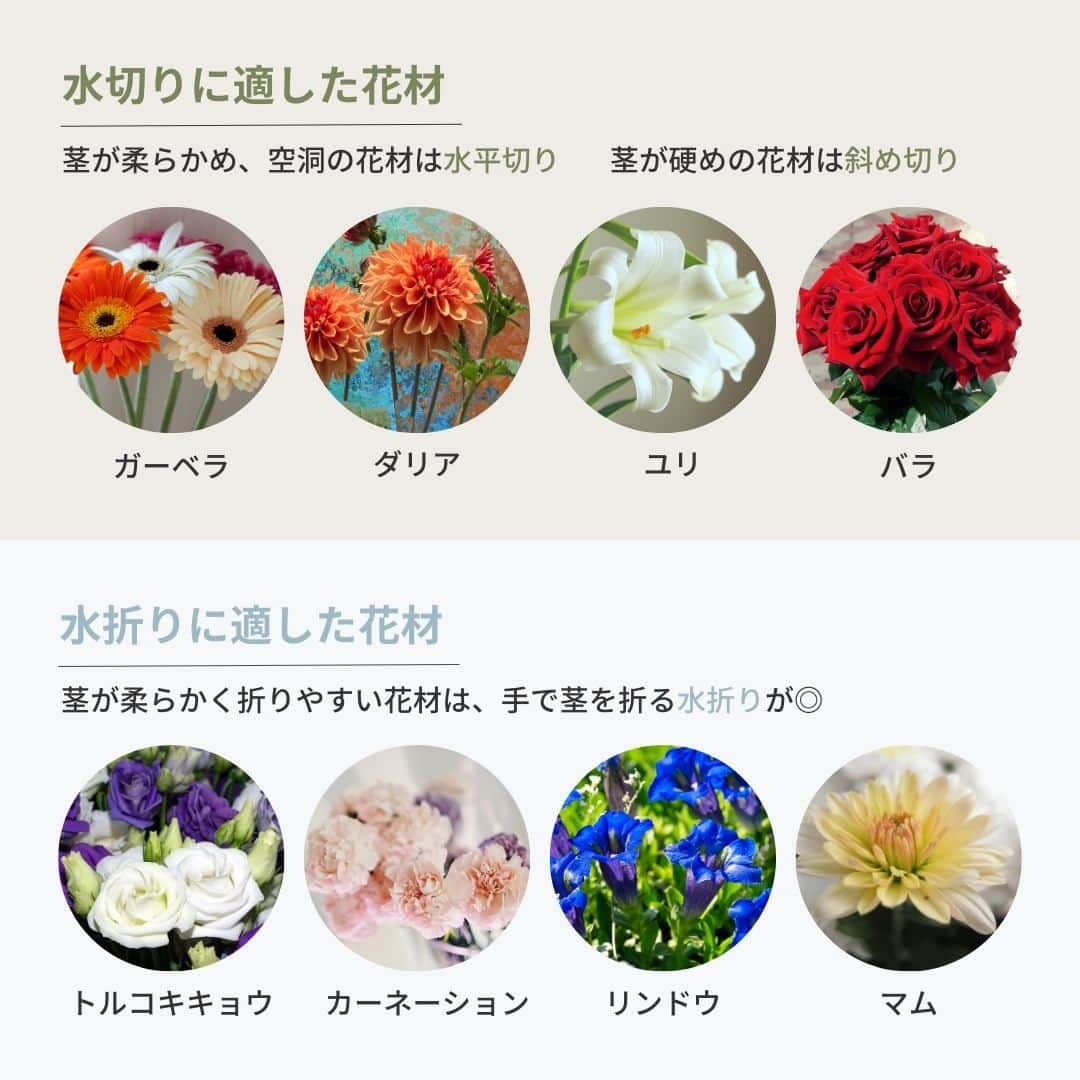 Bloomee LIFEさんのインスタグラム写真 - (Bloomee LIFEInstagram)「. お花を長く楽しむための 水揚げ＆水切りの基本📚  手元に届いたきれいなお花🌹 できれば1日でも長く楽しみたいですね！  適切な水揚げのタイミングや水切り方法 お花ごと適した管理方法をご紹介。  水揚げ＆水切りの基本をチェックして お花を長く楽しんでくださいね✨  ーーーーーーーーーーーーーーーー  お花が届いたら『 #ブルーミー 』 をつけて投稿してみてください📸  ほかの投稿は @bloomee でチェック👀🌹  #bloomee #お花の定期便 #お花のサブスク #花部 #花写真 #花を楽しむ #花が好き #花好きな人と繋がりたい  #お花のある暮らし #花のある生活 #花のある生活が好き #花を飾る  #暮らしを楽しむ #丁寧な暮らし #豊かな暮らし #インテリアフラワー #フラワーインテリア #ナチュラルインテリア #お花長持ち #お花の管理 #お花の管理方法 #水揚げ #水切り #水折り #湯揚げ #深水法」11月5日 18時00分 - bloomee