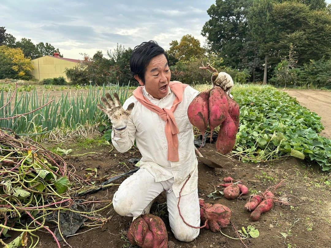 小石田純一さんのインスタグラム写真 - (小石田純一Instagram)「サツマイモの収穫をしました。とんでもない大きさのサツマイモが出てきました！詳しくYouTube「小石田Jチャンネル」で確認してください！  #農業 #サツマイモ  #芋掘り  #小石田Jチャンネル #小石田農園 #小石田純一 #お笑い芸人 #ものまね芸人 #兼業農家」11月5日 18時15分 - koishida.trendy