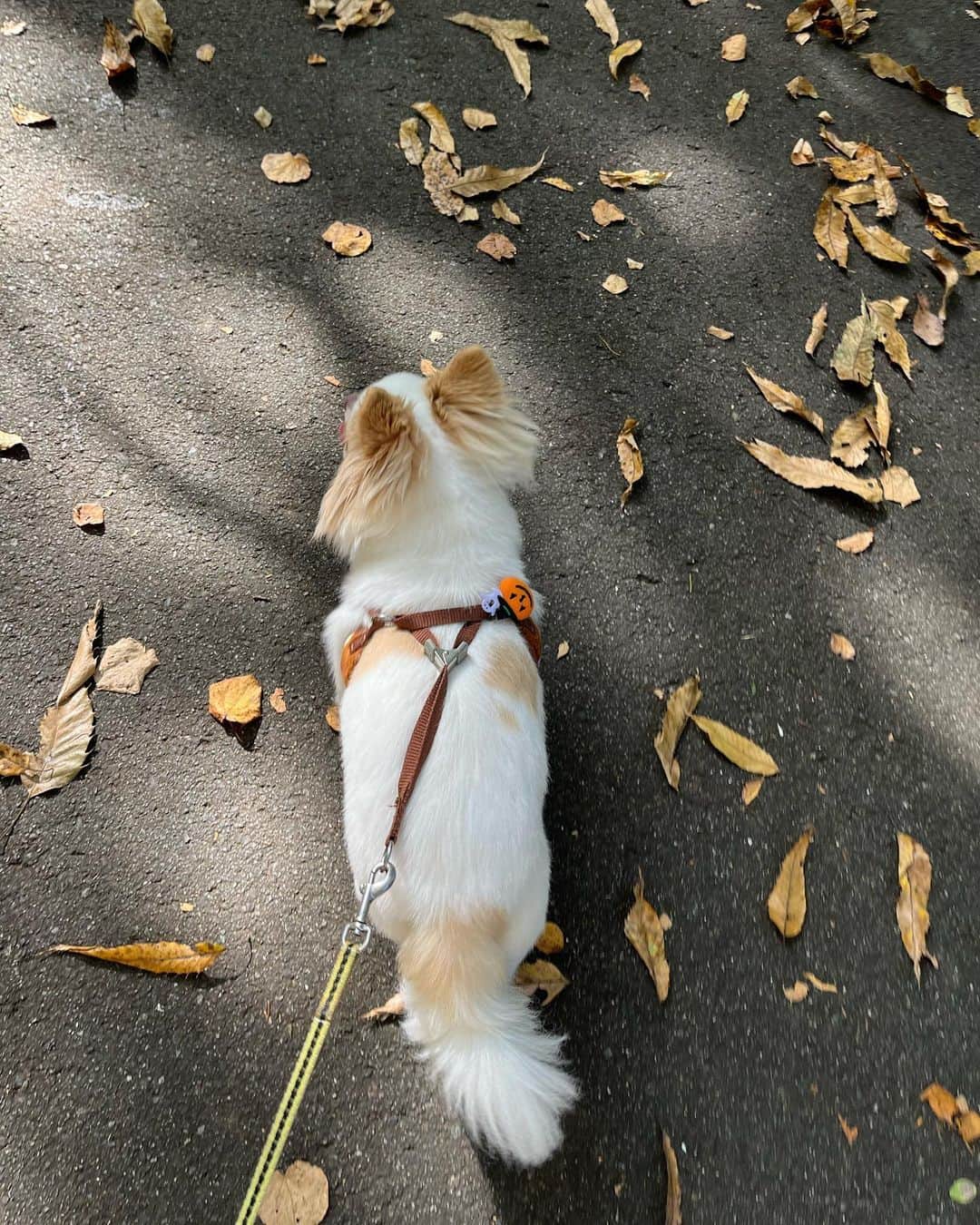 杉岡泉美さんのインスタグラム写真 - (杉岡泉美Instagram)「皆さん、連休いかがお過ごしですか。 今日は天気がとっても良かったので、お姉ちゃんのところのわんちゃんとお散歩にいってきました🐶☀️ #早く懐かれたいです」11月5日 18時25分 - sard_sugioka