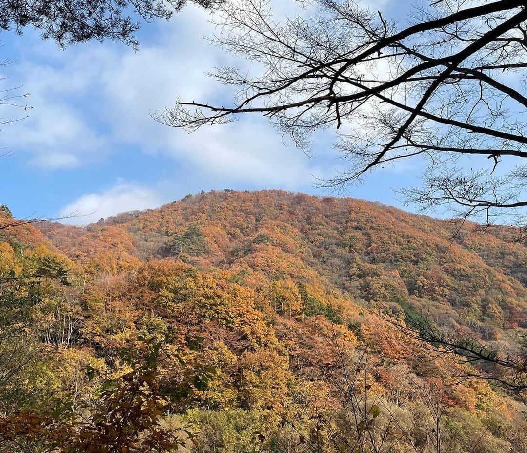 前田亜美さんのインスタグラム写真 - (前田亜美Instagram)「. 秋キャンプ〜〜🍁🍂🏕🍁⠜ . 今年は友達がテントを準備してくれてアウトドア友達みんなでキャンプした! 思ったより暖かくて最高の気候でした🤍. . . 紅葉も綺麗で癒されたよ 焚き火も朝のコーヒーも最高だった………🔥☕💭 . .  #キャンプ  #秋キャンプ  #紅葉」11月5日 18時18分 - ami___maeda0601