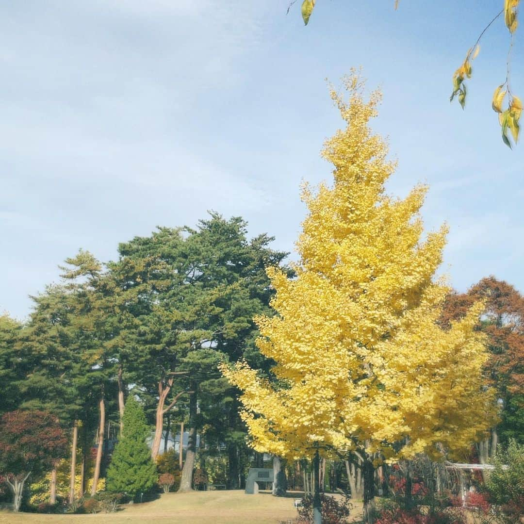 樋口柚子さんのインスタグラム写真 - (樋口柚子Instagram)「秋〜🌼 と、のんびり顔はめパネル😪⛰️」11月5日 18時20分 - higuchi_yuzu_official