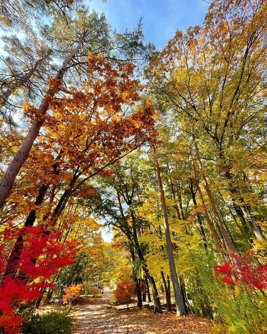 奈良裕也のインスタグラム：「気づけばすっかり秋模様🍂  autumn leaves🍁  ⛰️山梨国際芸術祭　@yatsugatake.art.ecology  八ヶ岳アート・エコロジー 2023 #小淵沢 #紅葉　#奈良旅」