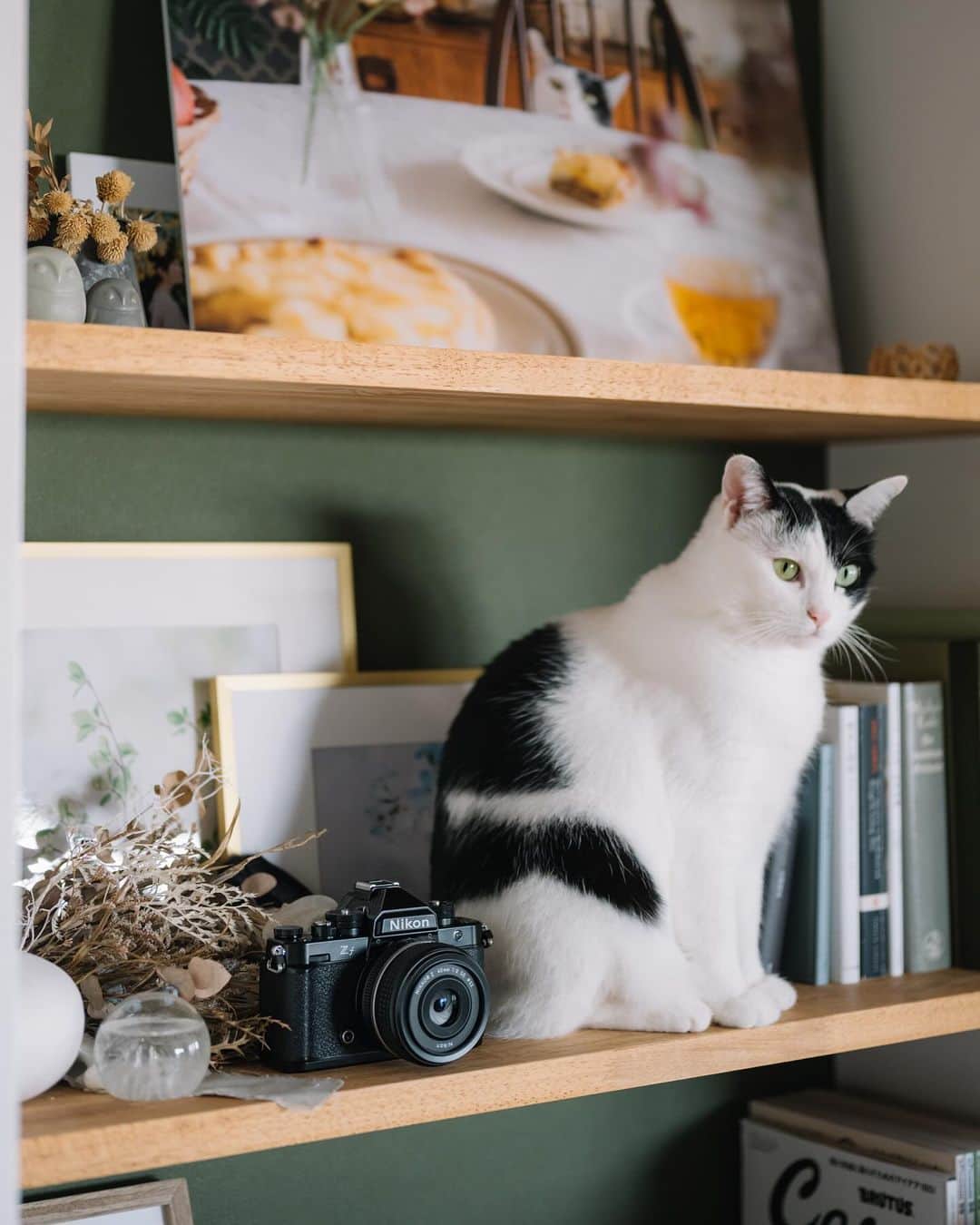 fuka_09のインスタグラム：「⁡ 使うたびに好きになっているZf。 もちろん、Zfcも好きです。 ⁡ 撮りたい日の気分に合わせて 使うカメラを決めています。 ⁡ ⁡ #Zf #猫と暮らす ⁡ #Nikoncreators #Z7ii NIKKOR Z 50mm f/1.8」