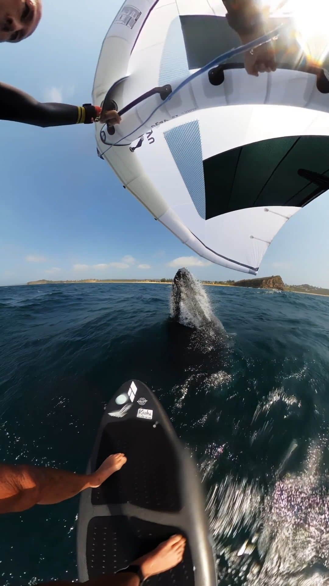 GoProのインスタグラム：「まさかの瞬間 👀 🐋 ウィングフォイル中、クジラとの衝突を @jasonthejaw が #GoProMAX で記録。 幸いのこと、双方に怪我はなし！ 🙌   #GoPro #GoProJP #GoProANZ #WingFoil #WindFoiling #Australia #Whale #WhaleEncounter #クジラ #鯨 #ウィングフォイル #🐋」