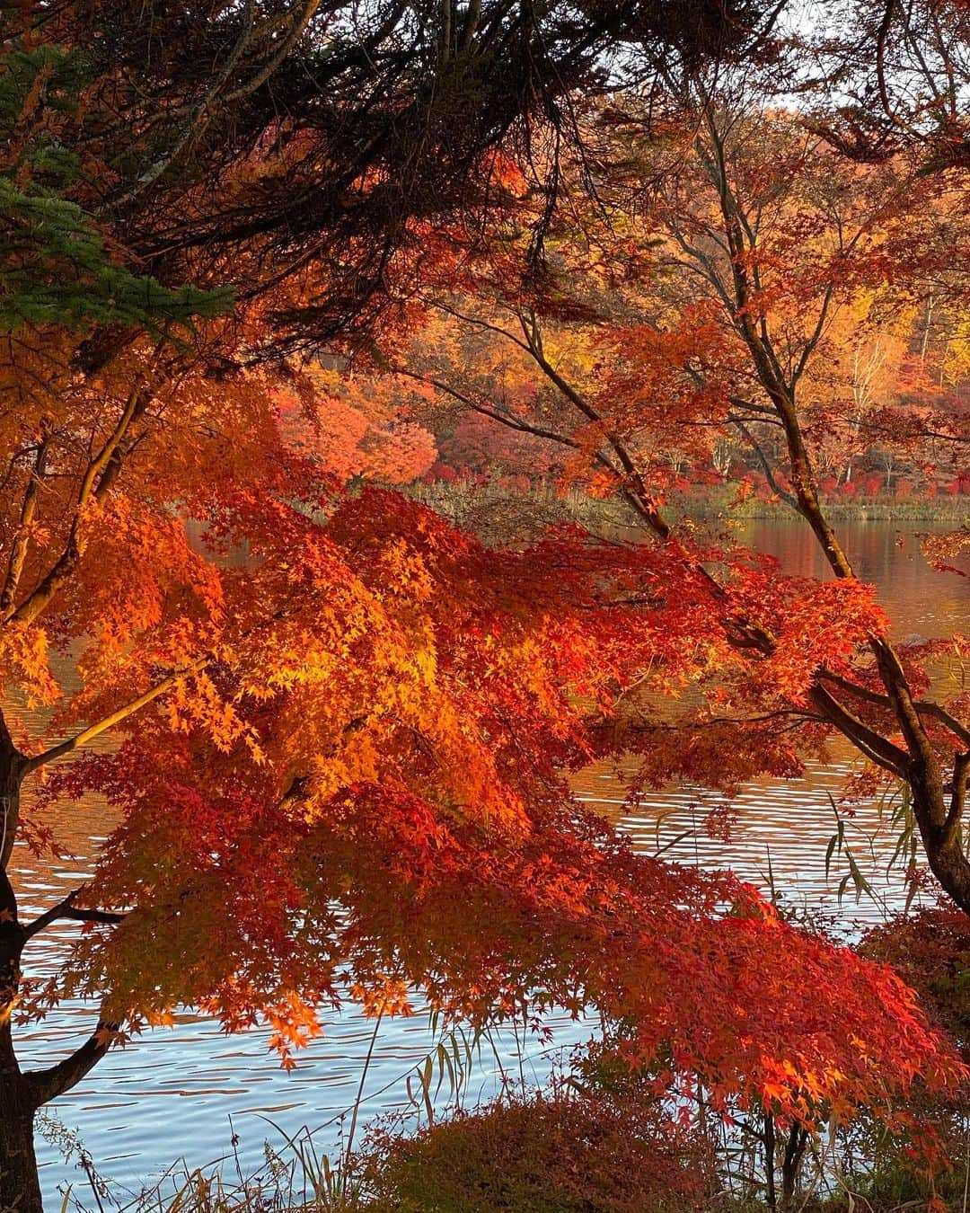 安保彩世さんのインスタグラム写真 - (安保彩世Instagram)「Yatsugatake,Japan🇯🇵🧡  紅葉をちゃんとみたの初かもしれない✨ すっごく綺麗でさらに日本が好きになった🥹🇯🇵❤️ みんなにもおすそ分け💕  このスカート好きすぎて履きすぎ😂 ハマるとそればっかりになってしまうタイプ🤫💛  tops: @the_newhouse  skirt: @see.you.yesterday.2017  boots: @uggjapan  sunglasses: @nochinooptical」11月5日 18時55分 - posayo