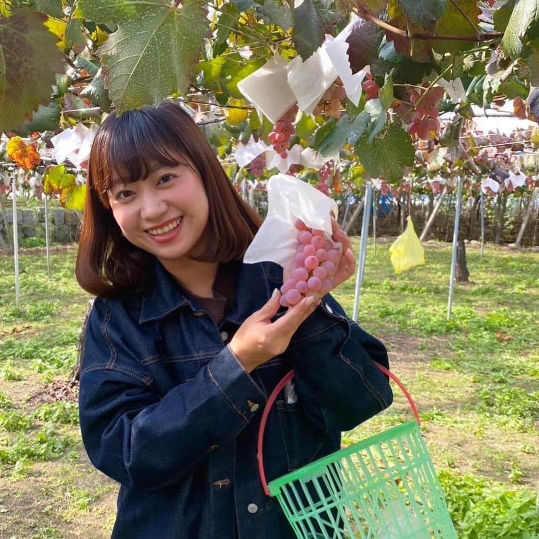 渡辺梨夏子のインスタグラム：「秋の遠足〜ぶどう狩りと紅葉狩り🍁久しぶりにバスツアーで遊びにいってきました〜台湾人の添乗員さんのガイドがそれはもう楽しくってそれもまた良い思い出になった✨この3連休は夏を取り戻したみたいな瞬間もあったけど、間違いなく秋はそこにあって。季節の変化をたっぷり感じた週末のひととき🍇  #記憶の記録#めも #週末記録#たびめも #ぶどう狩り#もぐもぐツアー #紅葉狩り#もみじ祭り #ふわふわコキア」