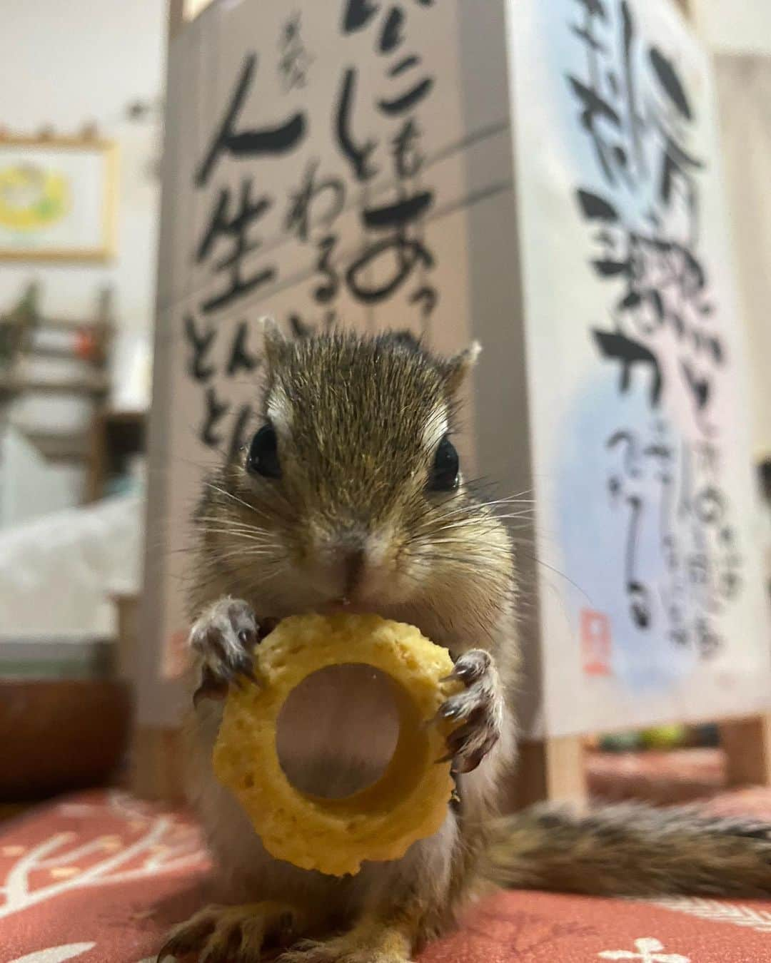 peace_0322のインスタグラム：「#リス#シマリス#ふわもこ部 3・4・5日の3日間⛩️真清田神社で開催されていた #己書で描く灯籠祭り に作品を飾っていただきました☺️ 昨日の夜のライトアップは幻想的でほんと綺麗で感動🥺 また機会があれば参加させていただきたいです」