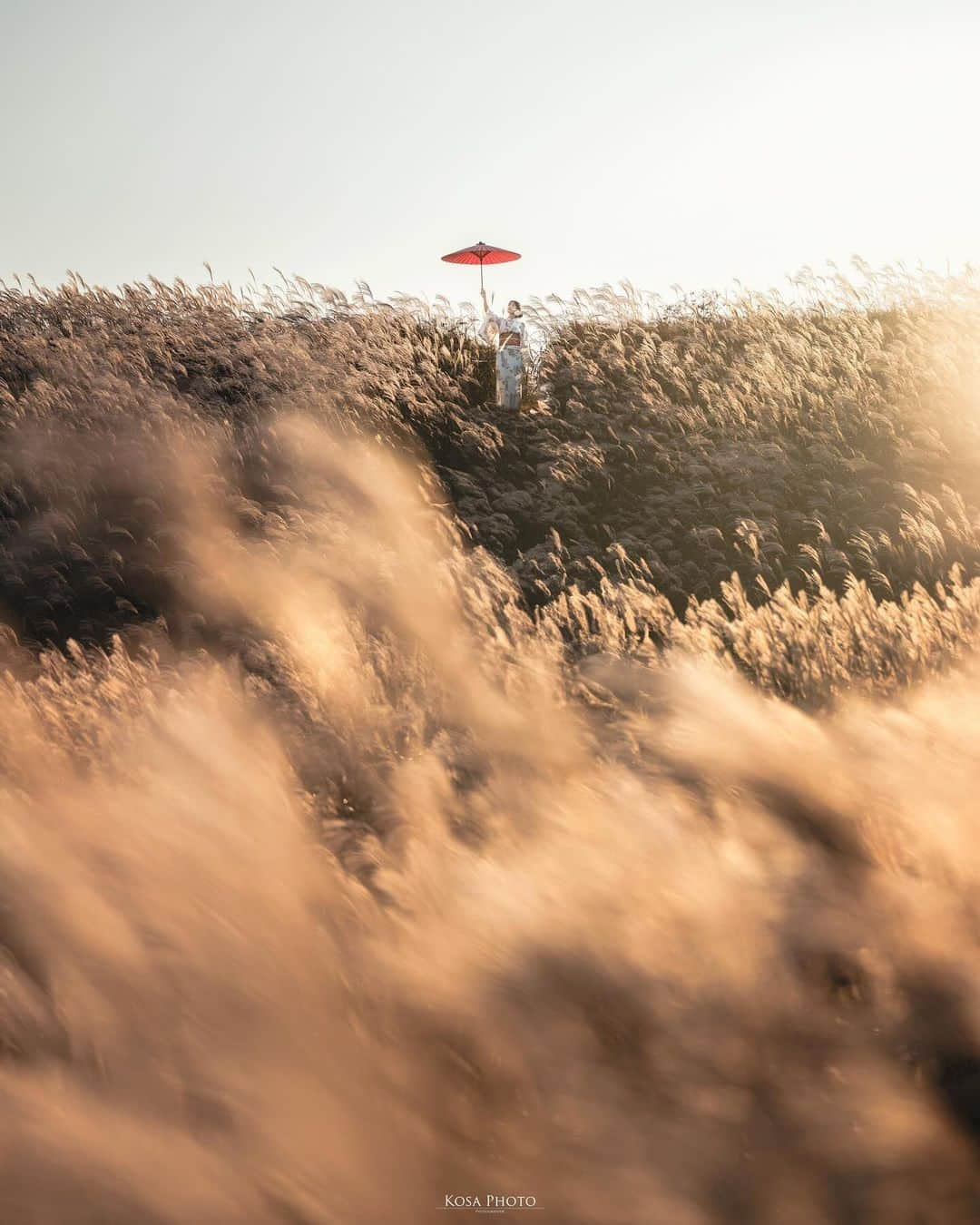 コサさんのインスタグラム写真 - (コサInstagram)「あきいろ  夕暮れのススキ🌾 この時間がずっと続けばいいのに❣️ . Location:和歌山 Wakayama /Japan🇯🇵 Date:2023年10月 Camera:Z9 / Z 70-200mm f2.8 in frame: @chami_2nd . #アドビちいさい秋みつけた2023 #tanddフォトコンテスト2023 #ワクワク #Japan_Daytime_View #japancityblues #jp_portrait_collection #ポトレファン倶楽部 #ポトレ撮影隊 #jp_mood #jp_portrait部 #clv_galerie #NSG_IG #raw_japan #m_v_shotz #Rox_Captures #invisible_cool_part #じゃびふる #deaf_b_j_ #japan_best_pi #生石高原 #tokyocameraclub #art_of_japan_ #jgrv_member #team_jp_ #photo_jpn #sorakataphoto #LBJ_KING #mst_vip #japan_bestpic_ #japan_waphoto」11月5日 19時12分 - kosa_photo