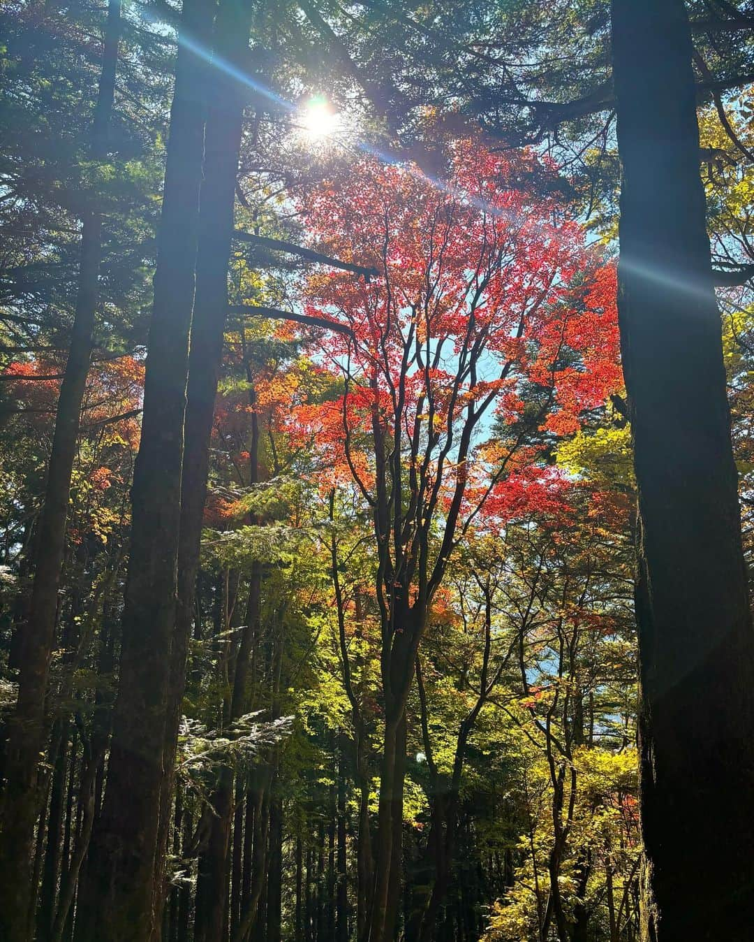 由架子 川野さんのインスタグラム写真 - (由架子 川野Instagram)「@mitsuminejinja の奥宮に紅葉を見がてら行ってきました🍁  朝6時半に家を出て、着いたのは12時を過ぎていました😂 それだけに登頂した時は感動したな〜✨ そして道の駅で食べるアイスってなんで特別美味しいのか謎。。。🍨  #三峰神社#三峰神社奥宮」11月5日 20時45分 - __yukakokawano__