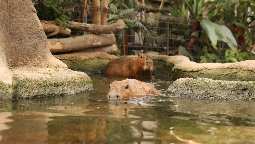 渡辺克仁のインスタグラム：「よっこいしょ。  #カピバラ #水豚 #capybara #神戸どうぶつ王国」