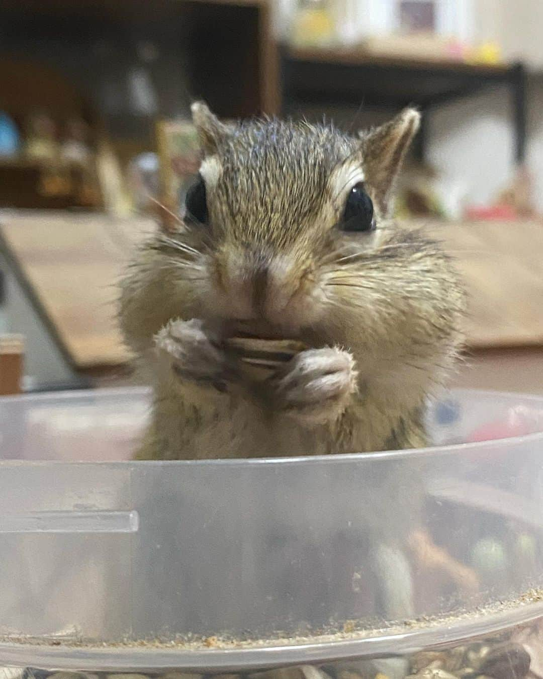 peace_0322さんのインスタグラム写真 - (peace_0322Instagram)「#リス##シマリス#ふわもこ部 今日も部屋んぽ💨お疲れ様でした また明日遊ぼうね」11月5日 19時23分 - peace_0322