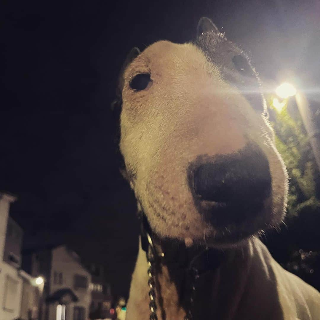 Q太郎のインスタグラム：「#minituru#bull#terrier#minibullterrier#miniturubullterrier#dog#dogstagram#cute#qtaro#love#family#ミニチュア#ブルテリア#ミニチュアブルテリア#Q太郎#ハクビシン#見つけた」