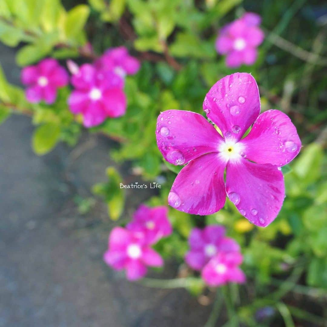 花の写真館のインスタグラム：「Photo by @beatrice0311. https://instagram.com/beatrice0311/ . Original Post[投稿いただいたURL] https://www.instagram.com/p/Cx6PbkLSYap/ . 本アカウントは、 #私の花の写真 をつけてInstagramに投稿された皆さまの花の写真や、「花の写真館」Facebookページで投稿された花の写真を紹介します。 「花の写真館」Facebookページは、「 @floral.photograph 」のプロフィールにあるURLからご覧ください。 . ※各種法令、マナー、関係者の指示に従った撮影をお願いします。 *Please ensure that your photography adheres to all relevant laws, etiquette, and instructions issued by authorized persons. ※本アカウントは東京カメラ部がFacebook、Instagramのサービスを利用して運営しているもので、Meta社・Instagramとは一切関係ありません。 . #花の写真館 #floralphotograph #floralphoto #flower #flowers Follow: @floral.photograph」