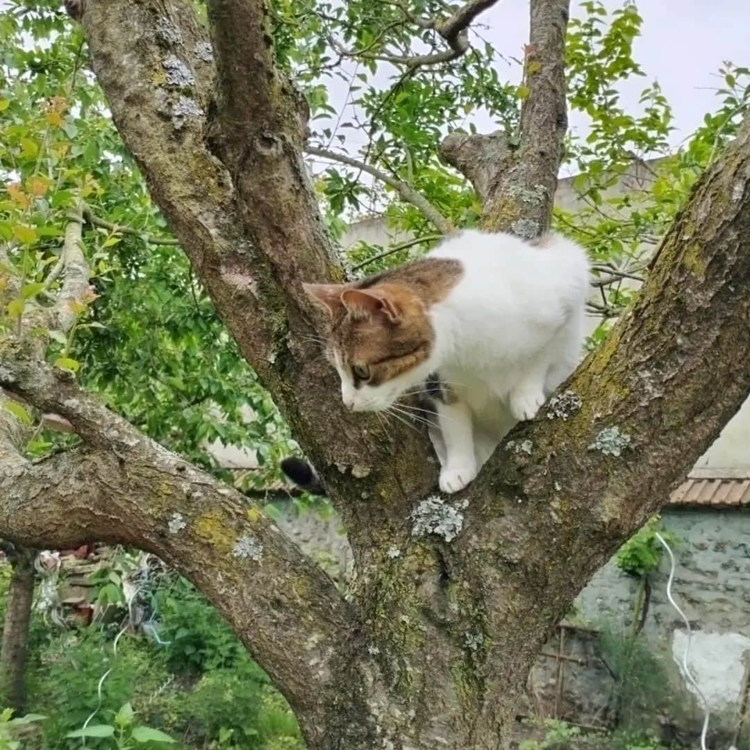 Homer Le Miaou & Nugget La Nugのインスタグラム：「Hi everyone! Sorry for being mia but as you can see i was very busy 😸 We’ve missed you and we’re back with a surprise... Stay tuned hehe! Sending love and cat hair 🧡」