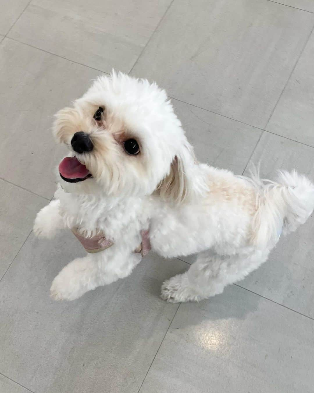 中西香菜さんのインスタグラム写真 - (中西香菜Instagram)「わんちゃんと行けるおしゃれカフェ🍰🐶  ノーリードで遊べるので楽しそうで、それをずっと眺めてる時間が幸せでした！ 犬って本当癒しだなぁ😌✨  色んなわんちゃん達がいて仲良くしてもらえて嬉しかったです！みんな優しかった😳  #水道橋　#水道橋ペット可#ノーリードカフェ　#室内ドッグラン　　#犬カフェ  #ペット可　#ペット可カフェ　#ペットとお出かけ  #犬　#dog #いぬすたぐらむ　#ミックス犬　#まるぷー　#わんことお出かけ  #わんこ　#わんこのいる生活  #ペット可レストラン」11月5日 19時49分 - nakanishi_kana_