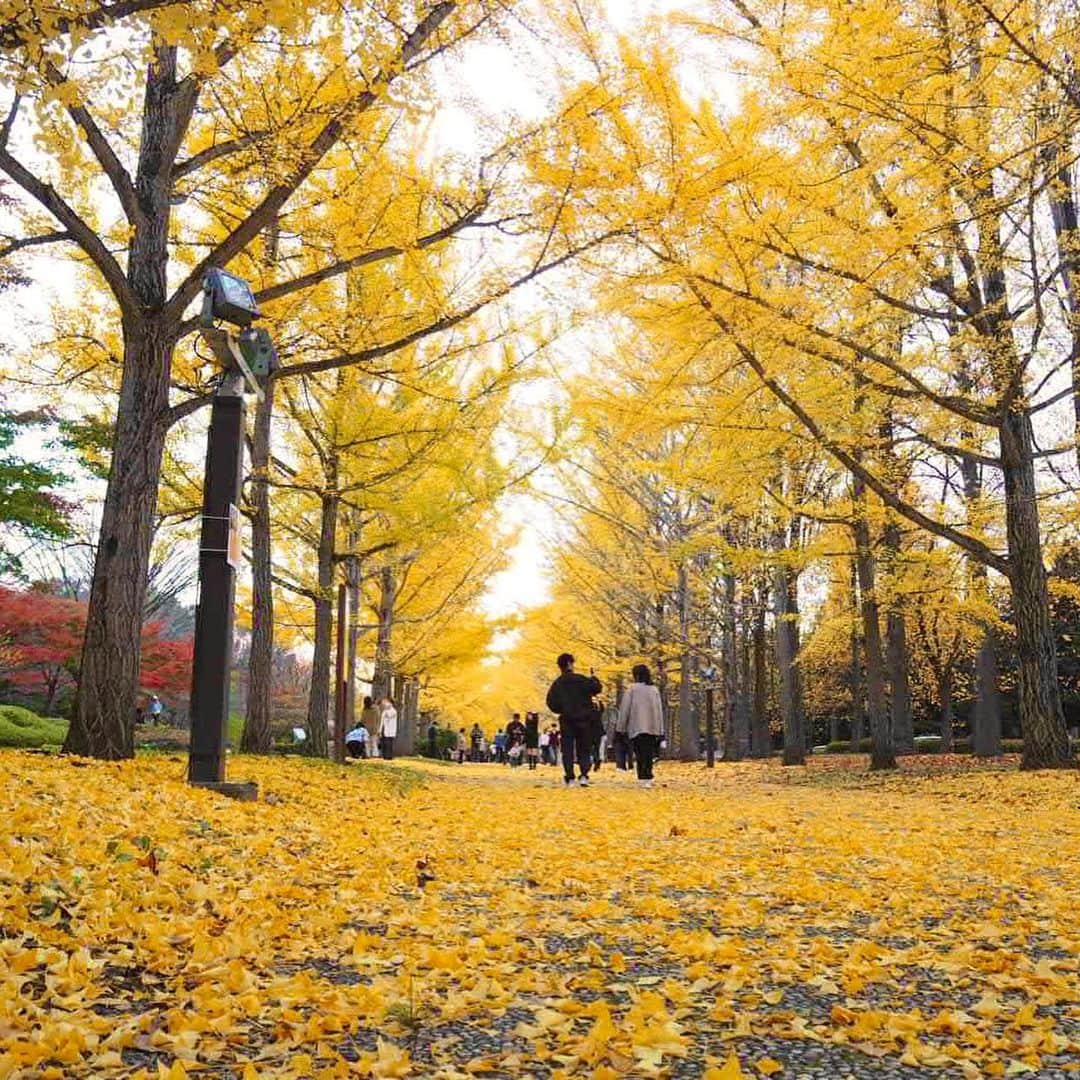 菅原智郁さんのインスタグラム写真 - (菅原智郁Instagram)「山形県総合運動公園へ🍁⠜ 銀杏並木が見頃でした！ 本当にたくさんの人がいて、外国人も多かったです😳 海外にもここが知られているんだなとびっくり！  場所によっては散っているところもあったので、 今度の土日にはもう全部散ってしまっているかな？  行く方はギンナンに注意です😂笑  きょうは #芸術の秋 #食欲の秋 #紅葉の秋 とよい休日でした。また投稿します😆 . .  #山形 #天童 #山形県総合運動公園 #いちょう並木 #秋 #紅葉 #休日 #山形テレビ #アナウンサー #菅原智郁」11月5日 20時04分 - tomotomokaaaa22