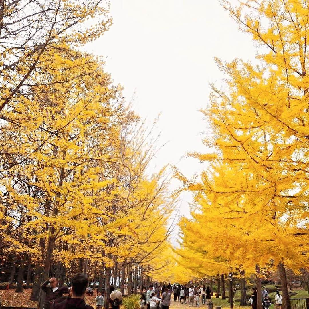 菅原智郁さんのインスタグラム写真 - (菅原智郁Instagram)「山形県総合運動公園へ🍁⠜ 銀杏並木が見頃でした！ 本当にたくさんの人がいて、外国人も多かったです😳 海外にもここが知られているんだなとびっくり！  場所によっては散っているところもあったので、 今度の土日にはもう全部散ってしまっているかな？  行く方はギンナンに注意です😂笑  きょうは #芸術の秋 #食欲の秋 #紅葉の秋 とよい休日でした。また投稿します😆 . .  #山形 #天童 #山形県総合運動公園 #いちょう並木 #秋 #紅葉 #休日 #山形テレビ #アナウンサー #菅原智郁」11月5日 20時04分 - tomotomokaaaa22