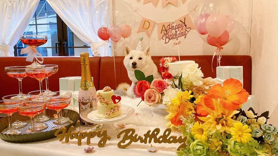 加藤あやののインスタグラム：「こまこ3歳のお誕生日おめでとう😉✨ かぁちゃんは、あなたに出会えて幸せです☺️💛 これからもよろしくね✨  #愛犬 #白柴 #柴犬」