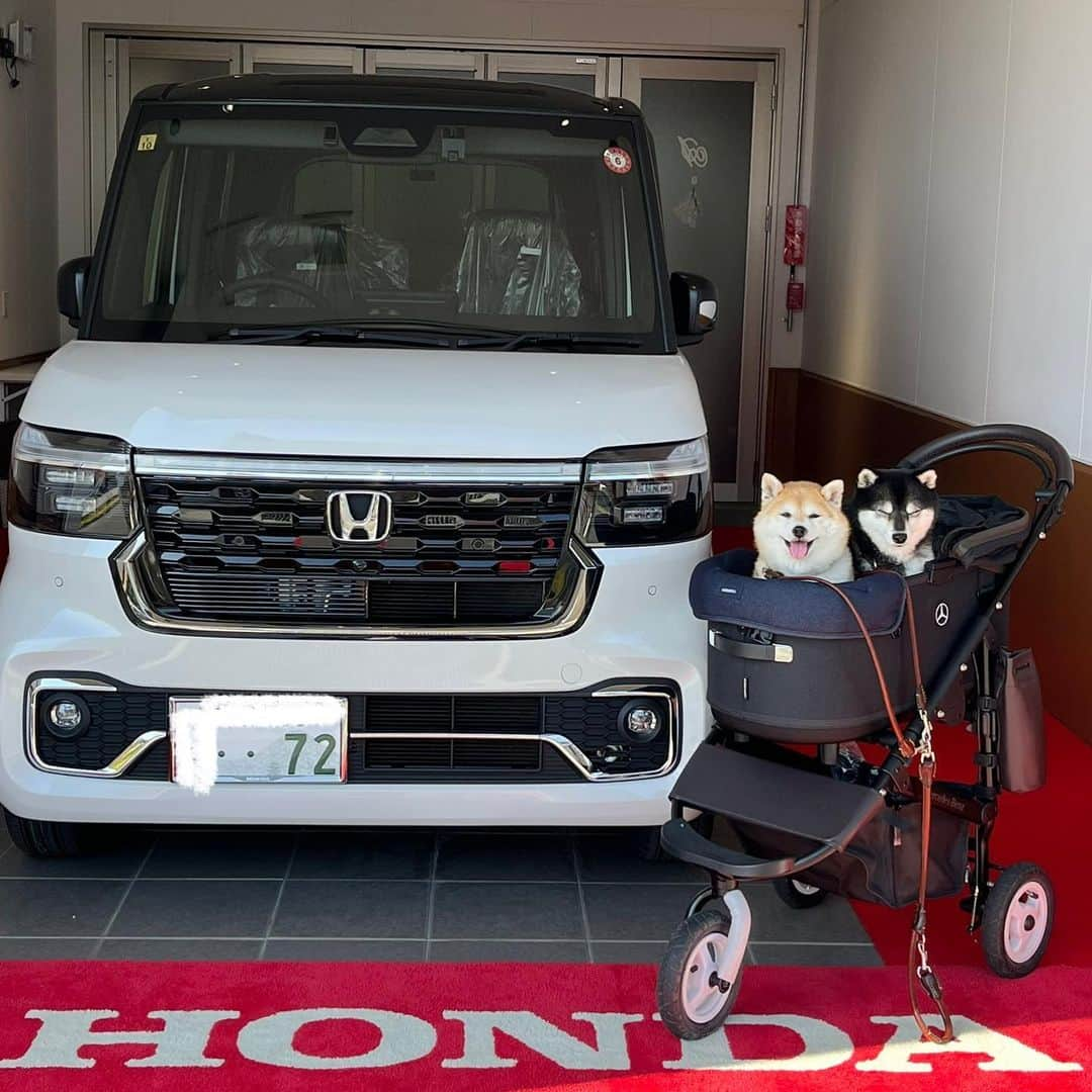 豆柴なつ&ふゆのインスタグラム：「Natsu&Fuyu's New Second car😆⭐️ 2年ちょい乗ったタントカスタムから乗り換え😆⭐️ 新型Nbox custom納車されました💕  #新型nboxcustom  #コーディネートスタイル #納車  #辻くんありがとう  #新型glc #mercedes   #わんこのいる生活 #dogstagram  #thedailyshibainu #west_dog_japan  #わんダフォ #shibamania  #柴犬ライフ #shiba_snap  #instashiba#cutedogs  #柴犬#shiba #shibainu #shibastagram #いぬすたぐらむ #pecoいぬ部 #犬バカ部 #shibainumag_feature #instafollow #dogoftheday  #🐕📷 #theshibasociety  #柴」