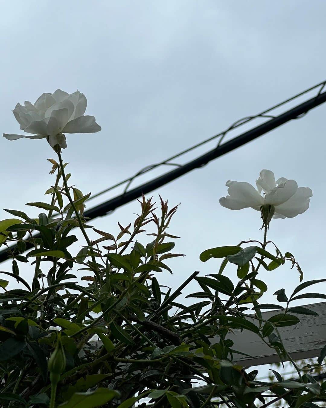 栗原はるみのインスタグラム：「みなさんおはようございます。 ばらの花びらがきれい！でも今にも散ってしまいそうです！ 庭のセージをリビングに飾ったら部屋がおしゃれに！ たった今写した雨上がりの水鉢です。すっきり爽やかです。 昨日のお昼ご飯は 仲良しとまずはいただいたレモンでレモンサワーで乾杯！ ２日前にチャーシューを用意しておいたので焼いて、千切りした紫キャベツとツナと庭の大葉のサラダに醤油玉ねぎドレッシングをかけて。一枚だけ残っていた鶏肉で唐揚げを。 午後からまた塩クッキーを焼きました。もっと焼いたら上手になりそう！きれいに焼けるまで諦めないでやり続けたい！ みなさん今日も楽しい一日を過ごしてね〜。私は最後の原稿のチェックと試作をやりますね〜 #栗原はるみ  #kuriharaharumi  玲児さんに焼き立ての塩クッキーと今日はアイスレモンティーを。」