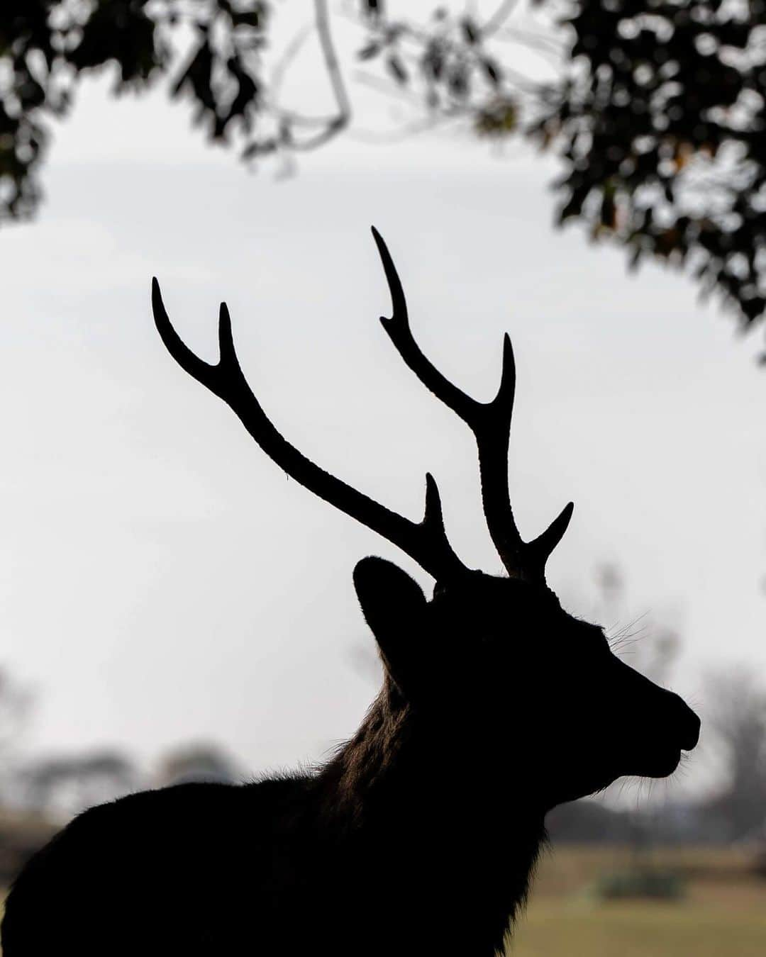 岩原大起のインスタグラム：「. #奈良公園 #鹿 #奈良の鹿 #奈良公園の鹿  #nara #narapark #japan #deer #🦌  #photo #photography #camera #📸  ##sony #α7ⅳ #70200gm2 #lightroom #ytv #読売テレビ #アナウンサー #関西  #大阪 #兵庫 #京都 #奈良 #滋賀 #和歌山」