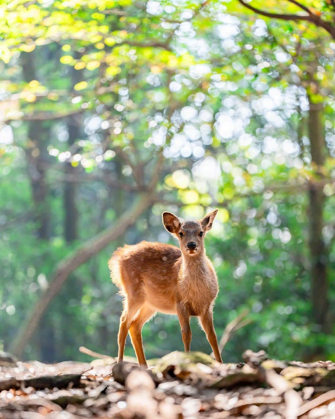 岩原大起のインスタグラム：「. #奈良公園 #鹿 #奈良の鹿 #奈良公園の鹿  #nara #narapark #japan #deer #🦌  #photo #photography #camera #📸  #sony #α7ⅳ #70200gm2 #lightroom #ytv #読売テレビ #アナウンサー #関西  #大阪 #兵庫 #京都 #奈良 #滋賀 #和歌山」