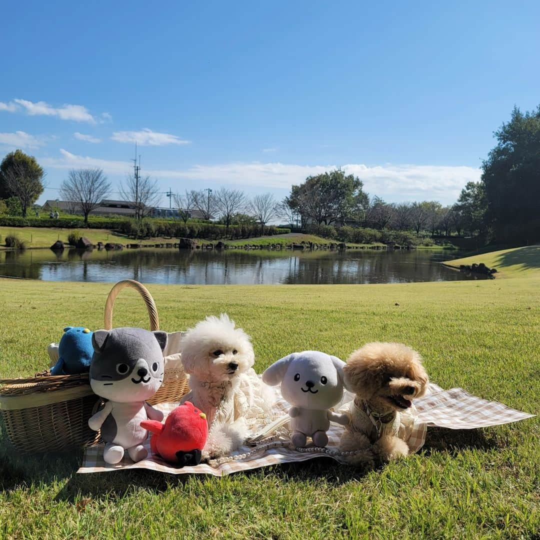 ダスキン ダス犬【公式】さんのインスタグラム写真 - (ダスキン ダス犬【公式】Instagram)「. 【ダス犬のおともだち紹介】 ビションフリーゼ‪✕‬プードルのMIXの 花ちゃんと空ちゃんと遊んだよ😉💕  とっても天気のいい日だったから みんなのやりたい放題しちゃった😂  コスモス畑に行ってみたり、 花ちゃん空ちゃんのおうちのハンモックにみんなで乗ったり！ はたまた公園でピクニックしてみたり…！  たっくさん遊べてたのしかった～！  花ちゃん空ちゃん おもてなしいっぱいしてくれてありがとー🐾 また遊ぼうね～👋👋」11月6日 7時00分 - dusken_official