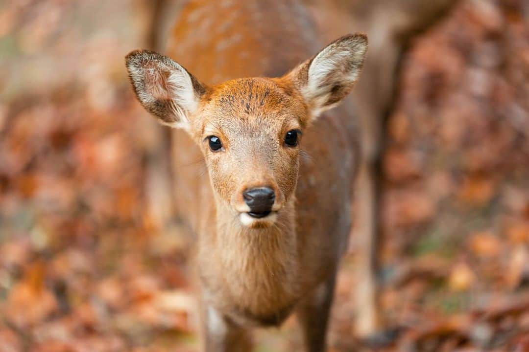 岩原大起のインスタグラム：「. #奈良公園 #鹿 #奈良の鹿 #奈良公園の鹿  #nara #narapark #japan #deer #🦌  #photo #photography #camera #📸  #sony #α7ⅳ #70200gm2 #lightroom #ytv #読売テレビ #アナウンサー #関西  #大阪 #兵庫 #京都 #奈良 #滋賀 #和歌山」