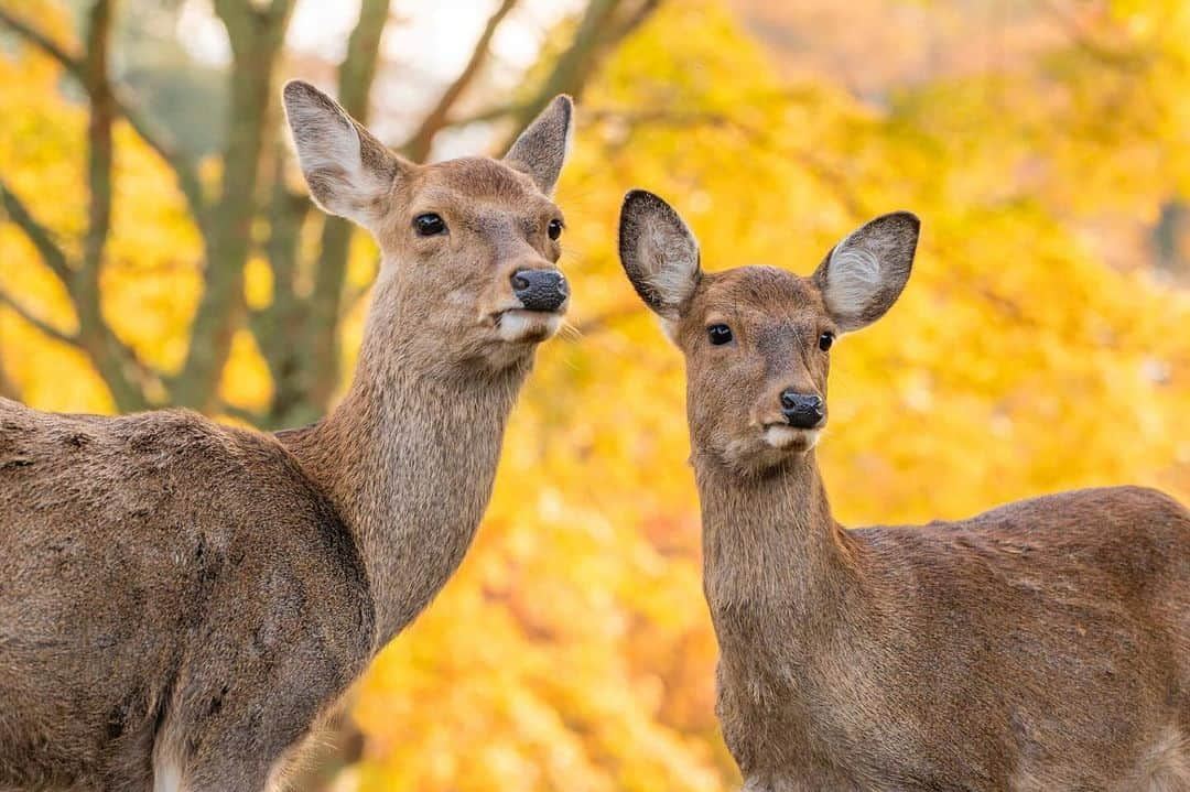 岩原大起のインスタグラム：「. #奈良公園 #鹿 #奈良の鹿 #奈良公園の鹿  #nara #narapark #japan #deer #🦌  #photo #photography #camera #📸  ##sony #α7ⅳ #70200gm2 #lightroom #ytv #読売テレビ #アナウンサー #関西  #大阪 #兵庫 #京都 #奈良 #滋賀 #和歌山」