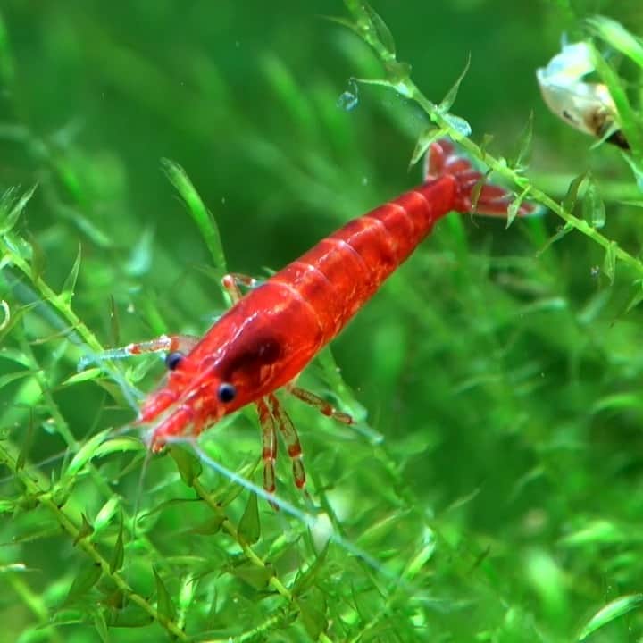 アニマルプラネットのインスタグラム：「Doing some cleaning this weekend? These freshwater shrimp (Neocaridina davidi) feed primarily on biofilm and detritus, helping to keep their environment sparkling. ✨🦐  #invertebrates」