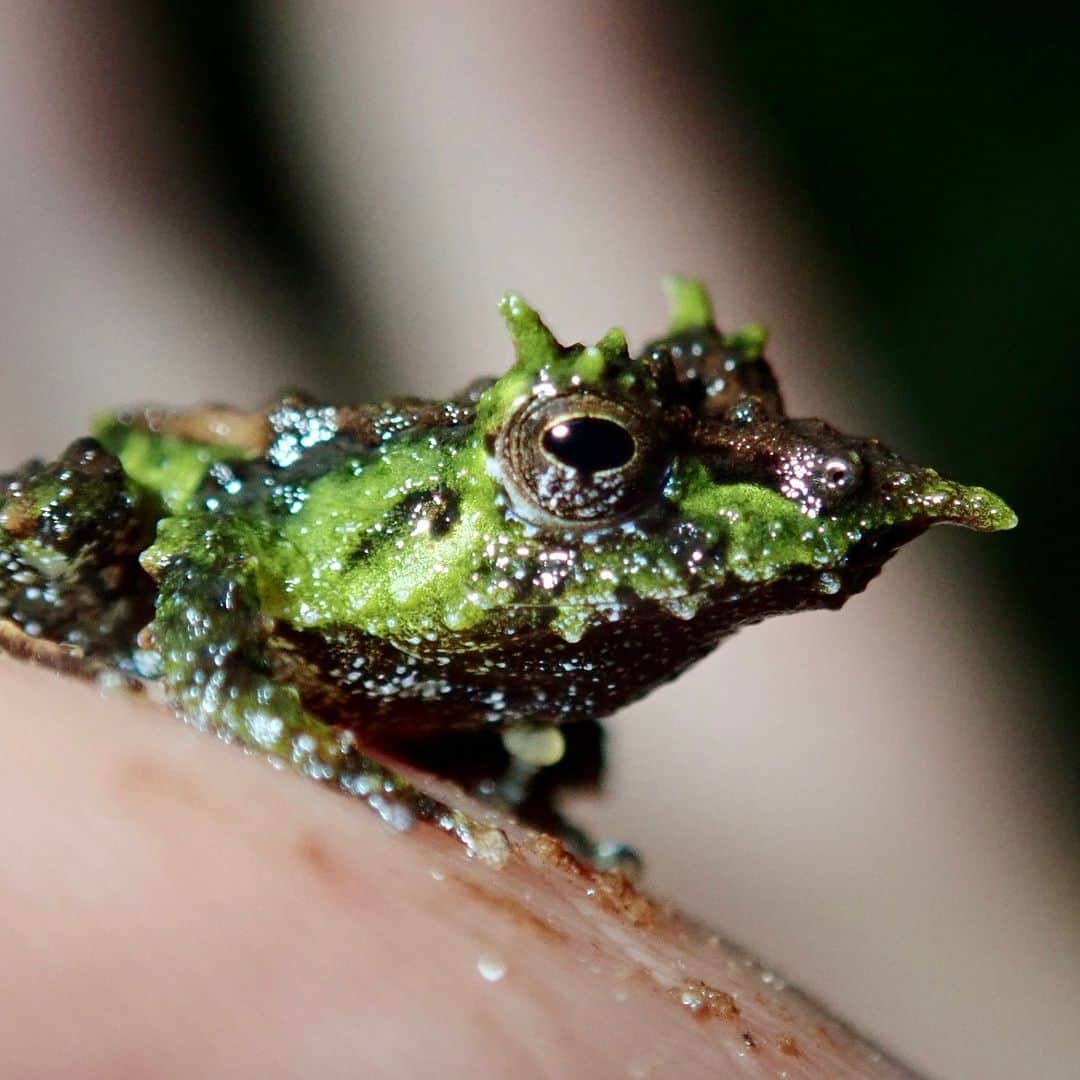 アメリカ自然史博物館のインスタグラム：「👃Jiminy cricket! Have you ever heard of the Pinocchio rainfrog (Pristimantis appendiculatus)? This amphibian can be found in parts of South America including Colombia and Ecuador, where it inhabits mountainous cloud forests. First described to science in 1894, new research wasn't published about the Pinocchio rainfrog until the 1970s. This species is threatened by habitat loss and pollution.   Photo: andypearce, CC BY-NC 4.0, iNaturalist  #didyouknow #animalfacts #amazingnature #wildlife #biodiversity #frogs」