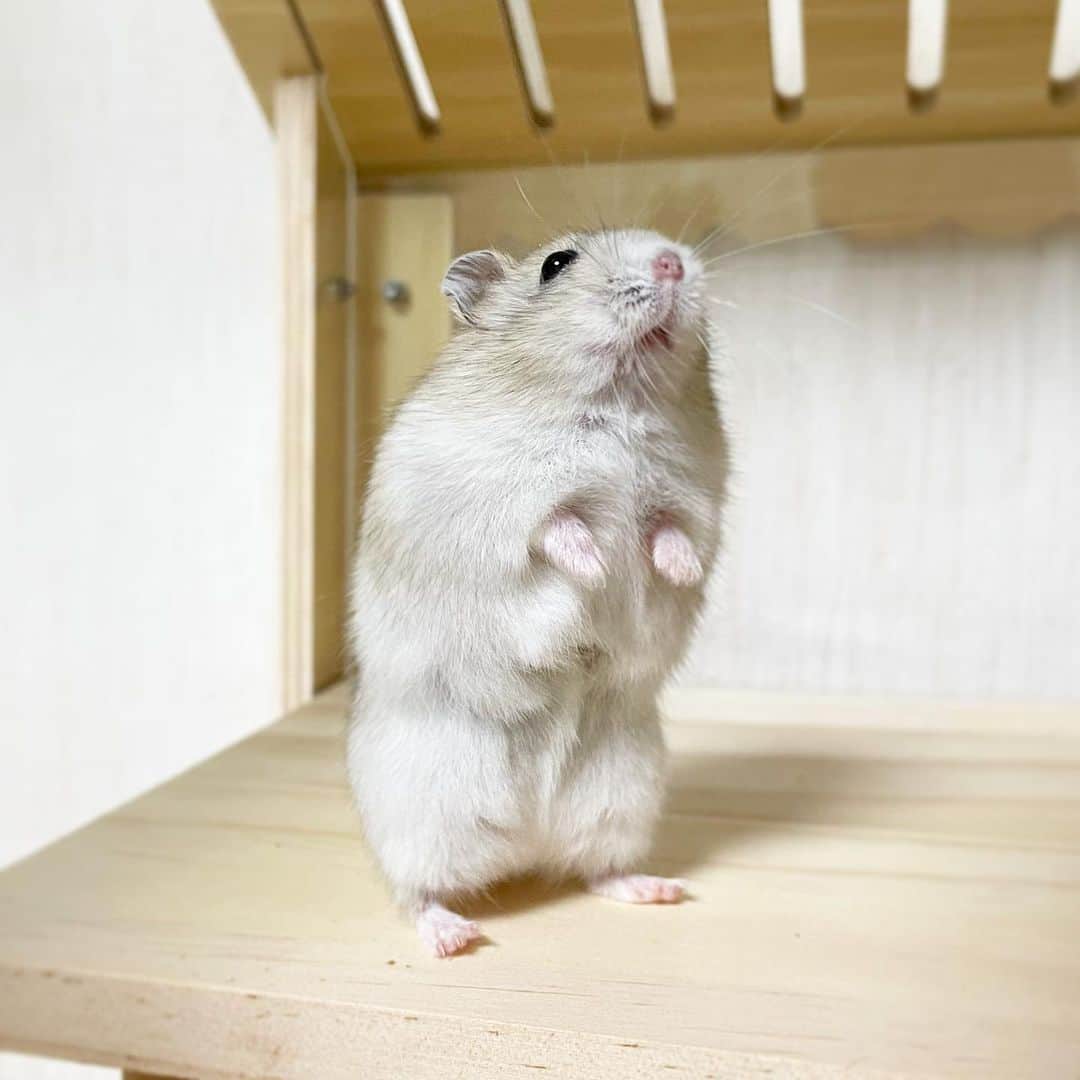 hamster_mocoのインスタグラム
