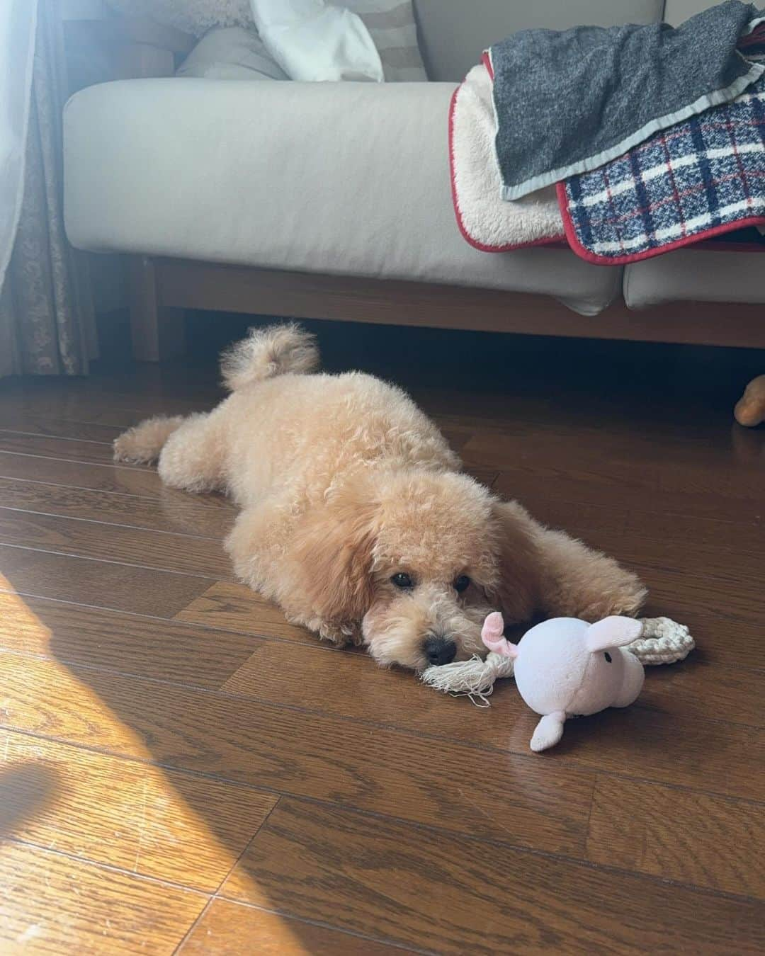 傳彩夏さんのインスタグラム写真 - (傳彩夏Instagram)「だめって言ったらすぐこのポーズする🐶笑 3枚目がシャンプー後だからモサモサ」11月5日 23時27分 - denayaka