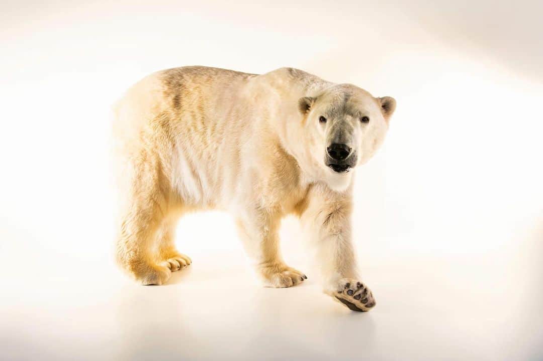 Joel Sartoreのインスタグラム：「Polar bears like Koluk have been melting the hearts of people everywhere for decades, yet despite their popularity, the species has continued to decline as many of us find it difficult to know how to save a species that is threatened by an issue as large as climate change. This winter, become a polar bear protector by reducing the amount of electricity you use. Start by bundling up in extra layers instead of excessively warming your house, or pledge to walk or use public transport instead of a personal vehicle whenever possible. Simple changes like these can do a lot to cut back on energy use, which helps to reduce carbon in the air and global warming. Plus it saves you money! Photo taken @abqbiopark.   #bear #polarbear #Koluk #mammal #animal #wildlife #photography #animalphotography #wildlifephotography #studioportrait #PolarBearWeek #PhotoArk @insidenatgeo」