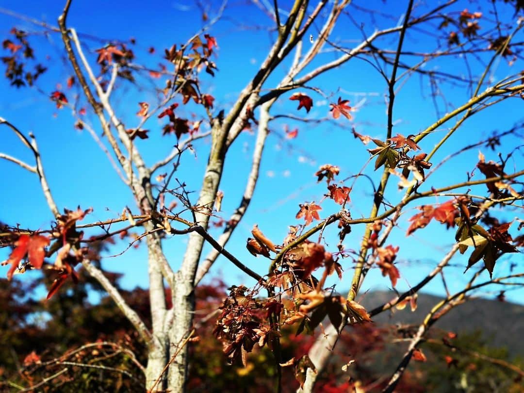 齋藤飛鳥さんのインスタグラム写真 - (齋藤飛鳥Instagram)「. 自然がとても好きになったの、いつからかなぁ たいへん癒されました🌿  #さいとうあすかたび」11月5日 23時37分 - asuka.3110.official