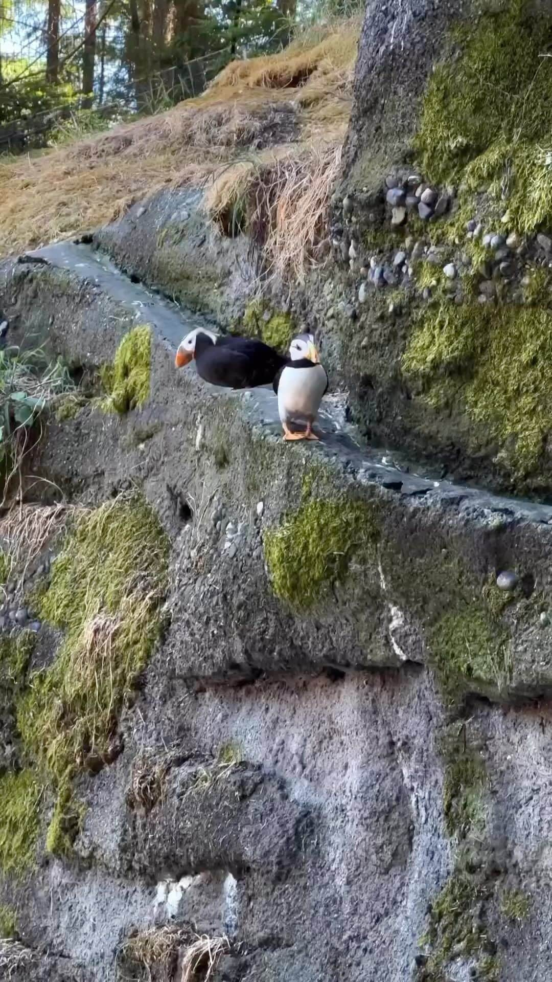 Awesome Wonderful Natureのインスタグラム：「“Getting in those extra steps! 🧡 Puffins can flap their wings up to 400 times a minute. They swim by flapping their wings as if flying through the water and use their webbed feet to steer.”  🎥 by @ptdefiancezoo 💫  #amazinganimals #animalonplanet #everything_animals #wildlifephotos #animallove #bbcearth #animal_sultans #wildlifeart #exclusive_wildlife #nature #animals #wildlifeonearth #animal  #animalsofig #photo #animalfanatics #world_bestanimal #animals_in_world #animalelite #newborn #babyanimals #conservation #earthfocus #travelstoke #beautifuldestinations #naturelovers」