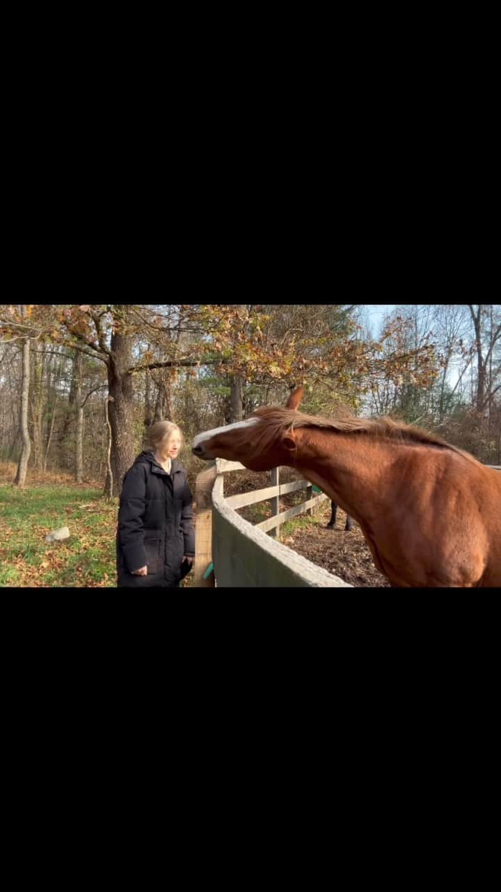 アマンダ・サイフリッドのインスタグラム：「explaining daylight savings to the horses」