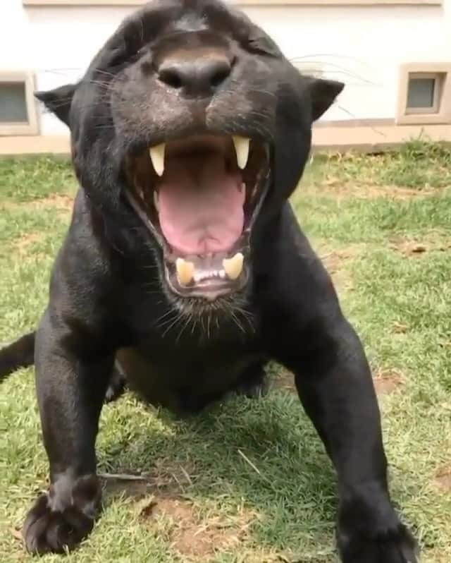 Black Jaguar-White Tiger のインスタグラム：「A Gorgeous Smile. Like his Dad’s…」