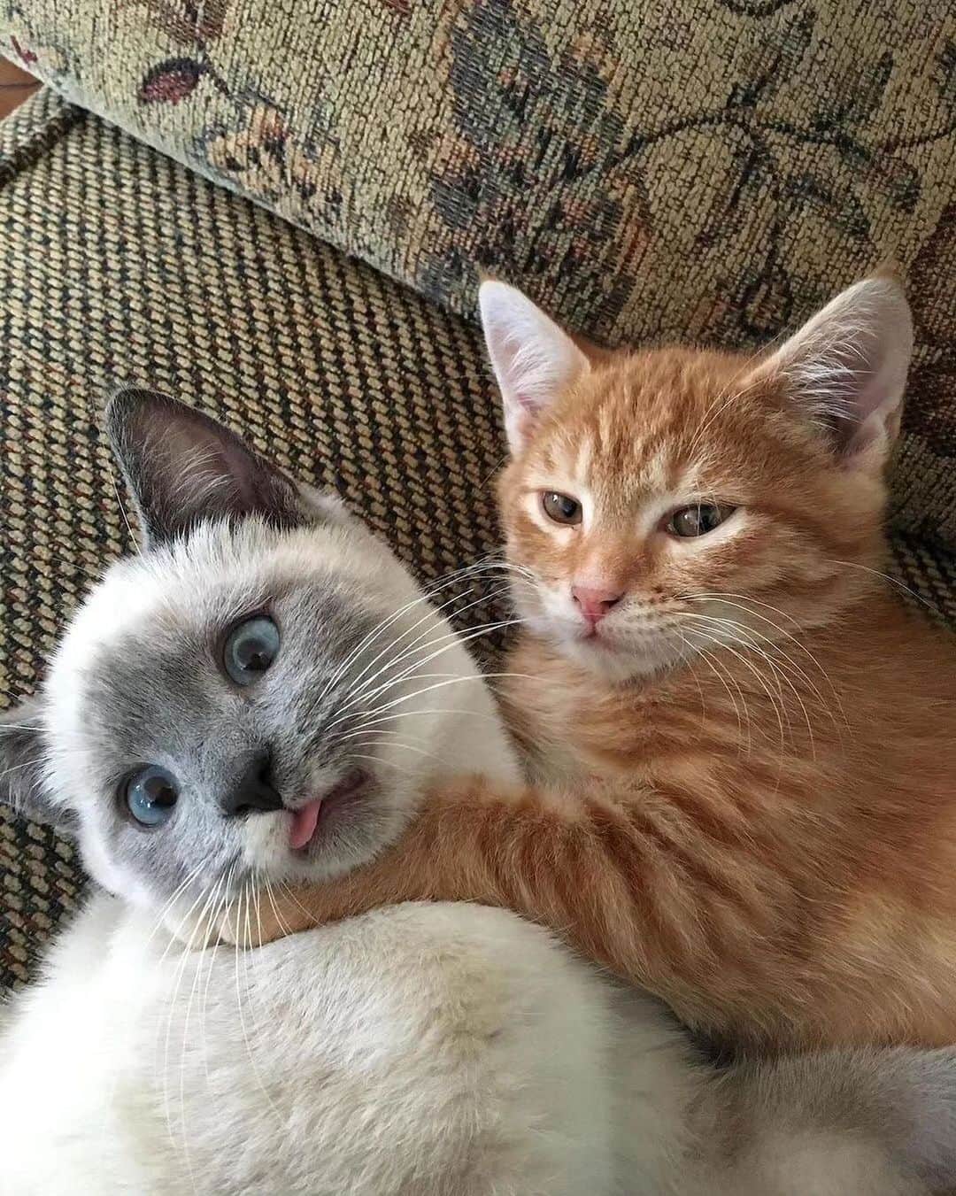 Cute Pets Dogs Catsのインスタグラム：「The orange expectations 😂  Credit: unknown (*read note below) ** For all crediting issues and removals pls 𝐄𝐦𝐚𝐢𝐥 𝐮𝐬 ☺️  𝐍𝐨𝐭𝐞: we don’t own this video/pics, all rights go to their respective owners. If owner is not provided, tagged (meaning we couldn’t find who is the owner), 𝐩𝐥𝐬 𝐄𝐦𝐚𝐢𝐥 𝐮𝐬 with 𝐬𝐮𝐛𝐣𝐞𝐜𝐭 “𝐂𝐫𝐞𝐝𝐢𝐭 𝐈𝐬𝐬𝐮𝐞𝐬” and 𝐨𝐰𝐧𝐞𝐫 𝐰𝐢𝐥𝐥 𝐛𝐞 𝐭𝐚𝐠𝐠𝐞𝐝 𝐬𝐡𝐨𝐫𝐭𝐥𝐲 𝐚𝐟𝐭𝐞𝐫.  We have been building this community for over 6 years, but 𝐞𝐯𝐞𝐫𝐲 𝐫𝐞𝐩𝐨𝐫𝐭 𝐜𝐨𝐮𝐥𝐝 𝐠𝐞𝐭 𝐨𝐮𝐫 𝐩𝐚𝐠𝐞 𝐝𝐞𝐥𝐞𝐭𝐞𝐝, pls email us first. **」