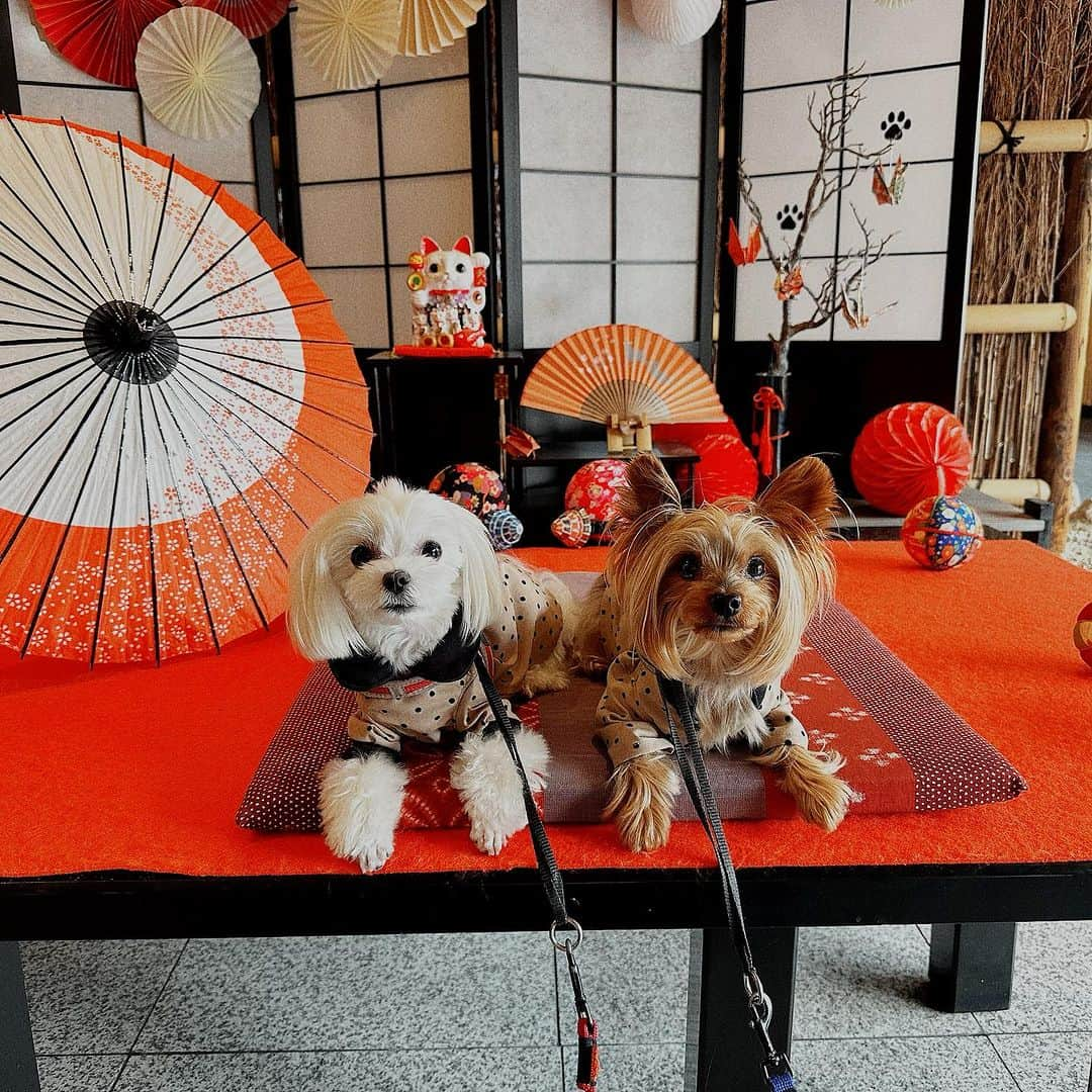 富士川碧砂のインスタグラム：「夫の誕生日祝い  鬼怒川温泉旅館　絆  に宿泊‼️  わんこ連れ宿泊客への  日本伝統のおもてなしにあぶれた  純和風旅館🩷  ・中居さんのお心遣い  ・美味しい懐石料理  ・屋外と畳敷の室内ドッグラン  ・わんこケーキはじめ、 たくさんのプレゼント🎁  ちろもらんも大満足でした‼️  #鬼怒川温泉 #鬼怒川温泉旅館絆 #犬同伴温泉旅行 #ちろ #ヨークシャーテリア #らん #マルチーズ #富士川碧砂 #富士川碧砂youtubeチャンネル #占い師ミサの当たりすぎ開運占い #アシスタント犬ちろ #アシスタント犬らん #旅行の様子はyoutubeで近日公開予定」