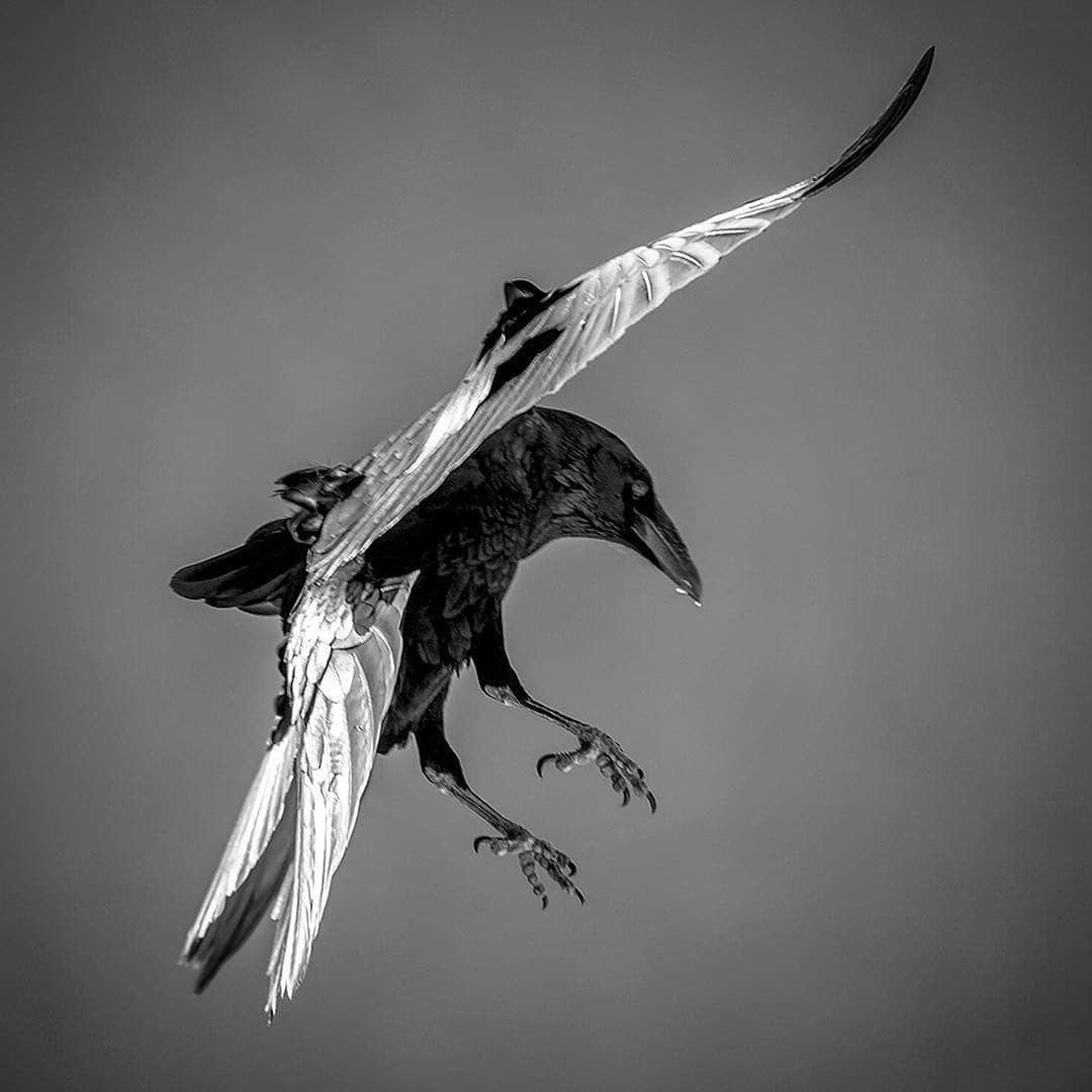 ジミー・チンさんのインスタグラム写真 - (ジミー・チンInstagram)「The feathered friend that visited us everyday on top of El Cap during the making of Free Solo.」11月6日 1時42分 - jimmychin