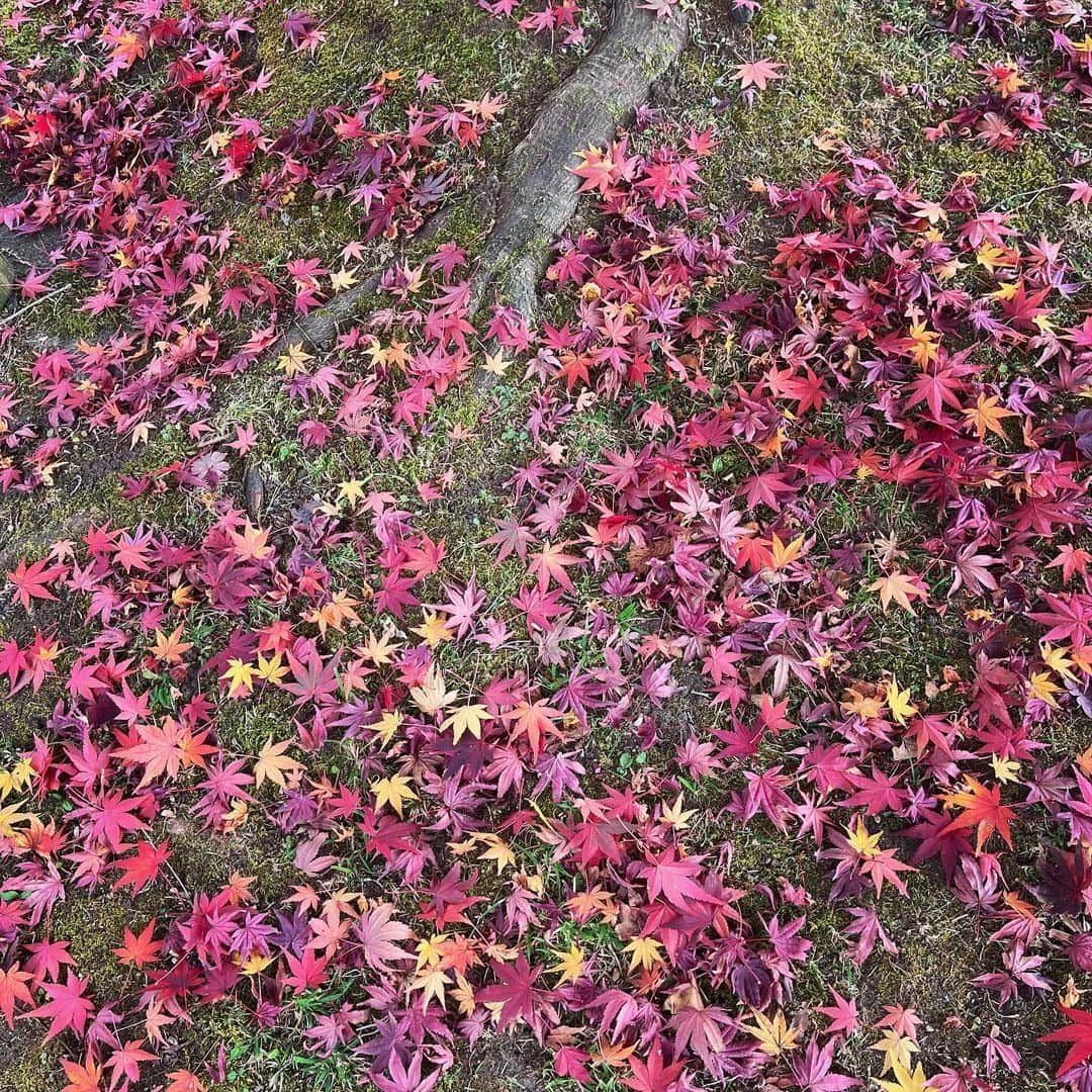 タイナカ彩智のインスタグラム：「秋の彩り。🍁🍁  あまりの美しさに心が満たされて、愛しいものをもっともっと愛おしく想ったり。 美しいものをどうしても愛してしまう人生をまた、愛おしく感じたり。」