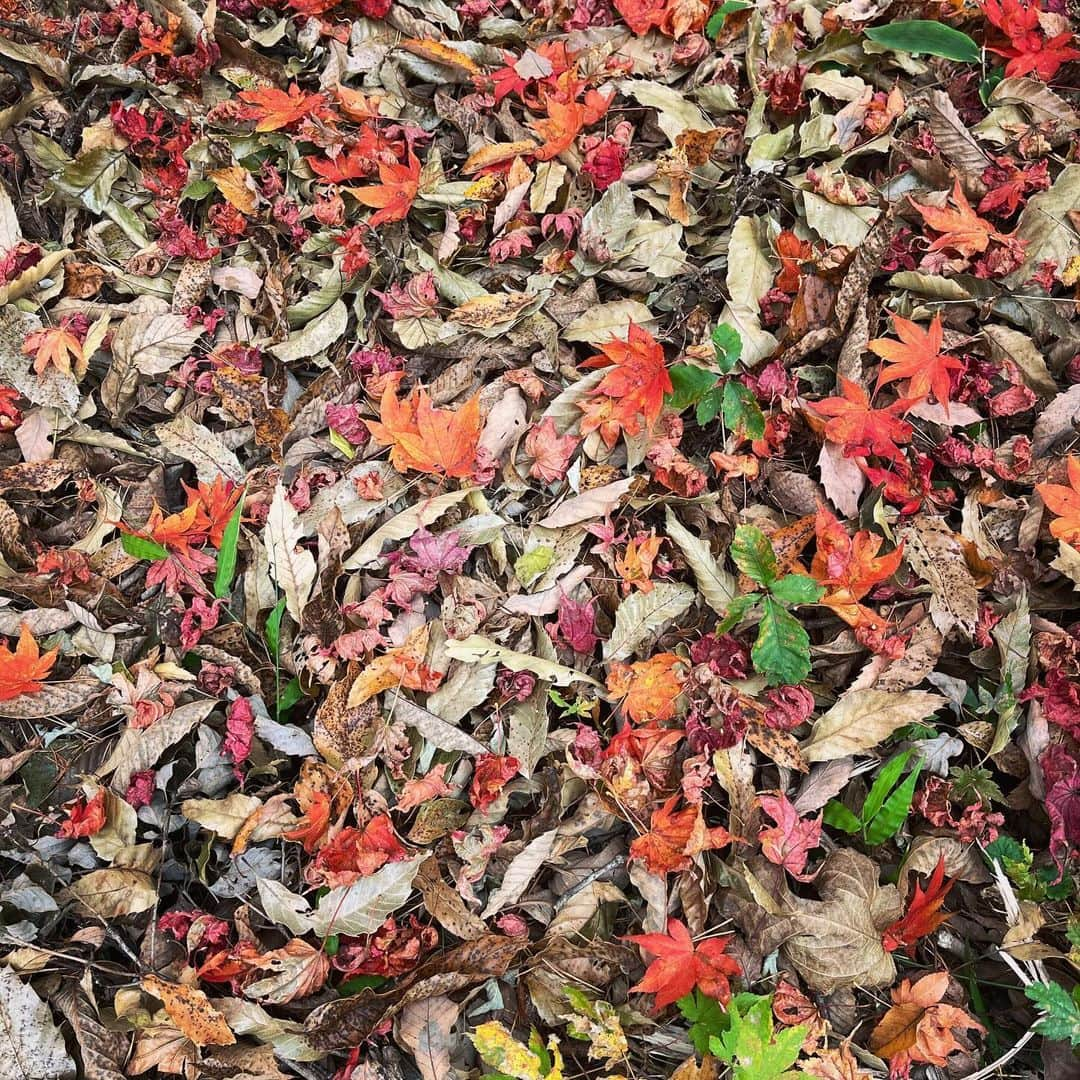 タイナカ彩智さんのインスタグラム写真 - (タイナカ彩智Instagram)「秋の彩り。🍁🍁  あまりの美しさに心が満たされて、愛しいものをもっともっと愛おしく想ったり。 美しいものをどうしても愛してしまう人生をまた、愛おしく感じたり。」11月6日 1時45分 - sachitainaka