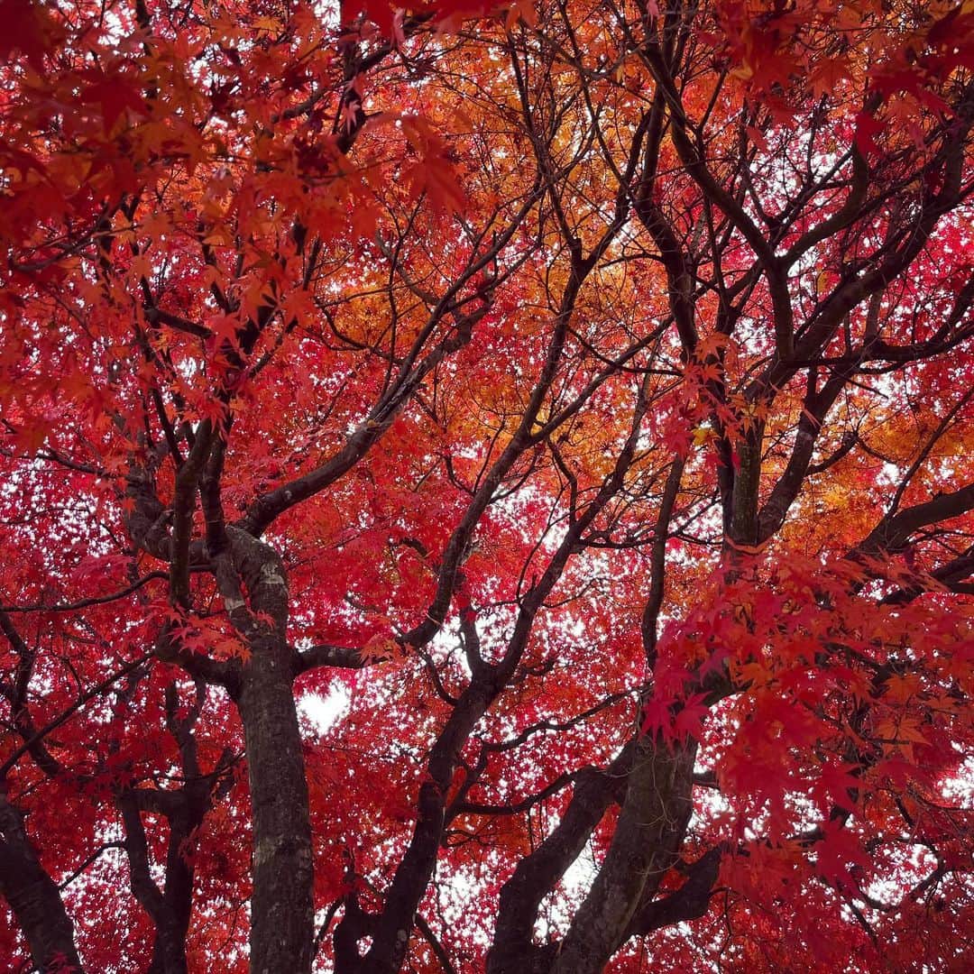 タイナカ彩智さんのインスタグラム写真 - (タイナカ彩智Instagram)「秋の彩り。🍁🍁  あまりの美しさに心が満たされて、愛しいものをもっともっと愛おしく想ったり。 美しいものをどうしても愛してしまう人生をまた、愛おしく感じたり。」11月6日 1時45分 - sachitainaka