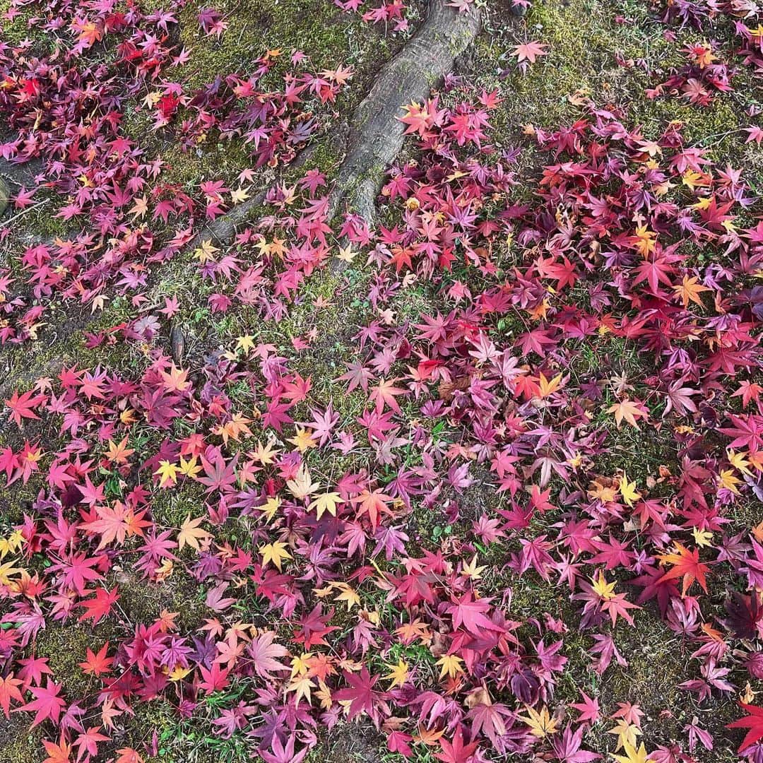 タイナカ彩智さんのインスタグラム写真 - (タイナカ彩智Instagram)「秋の彩り。🍁🍁  あまりの美しさに心が満たされて、愛しいものをもっともっと愛おしく想ったり。 美しいものをどうしても愛してしまう人生をまた、愛おしく感じたり。」11月6日 1時45分 - sachitainaka