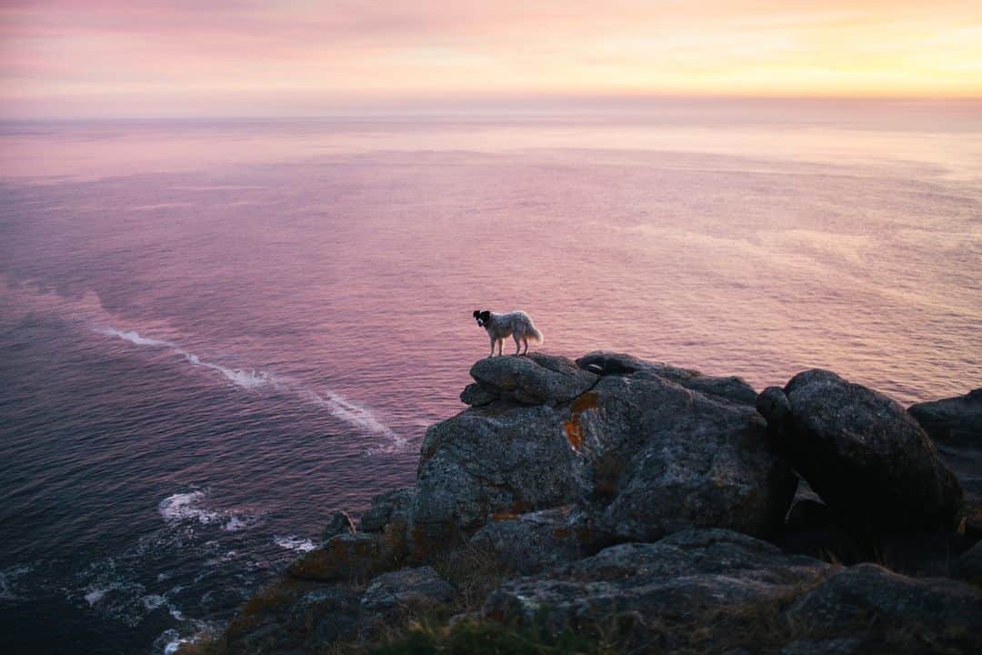 ナショナルジオグラフィックのインスタグラム：「Photo by @michaelgeorge | A dog stands on the edge of the Earth. Well, let me clarify. The dog is on the cliff’s edge at Cape Finisterre in Spain's Galicia region—which in Roman times was believed to be the end of the Earth, or at least the known world. Pilgrims who walk the Camino de Santiago will often continue their journey to this point, the true end of the road. In 2013, after walking my own pilgrimage, I did just that. As the sun set, a stray dog from town wandered out on the rocks as if it was looking to enjoy the view as well. My fellow travelers and I nicknamed him Perrogrino, a play on the Spanish words “perro” (dog) and “peregrino” (pilgrim).」
