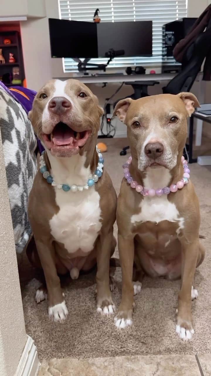 ブリジット・モイナハンのインスタグラム：「Everything about this dog math is true • #repost @knight_thepit」