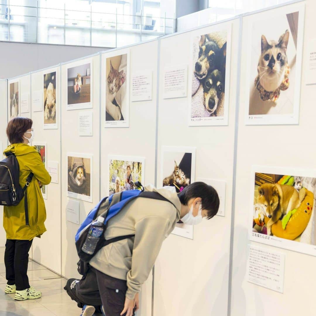 sippoさんのインスタグラム写真 - (sippoInstagram)「🐶🐱大阪開催が決定！ #パナソニック保護犬猫譲渡会！  タグをつけた投稿・コメントで応援してください！ 会場へのご来場もお待ちしてます♪  東京で過去２回開催、たくさんの反響をいただいたイベントが11/25(土)、26(日)に大阪で初開催！  主催：パナソニック 協力：sippo編集部  ☆イベント全体の詳細はこちら☆ https://panasonic.jp/pet/adoption_event23_osaka.html  ☆写真展のご紹介はこちら☆ https://sippo.asahi.com/article/15031373  ☆25日「譲渡会エリア」事前予約枠☆ https://peatix.com/event/3723528  ☆26日「譲渡会エリア」事前予約枠☆ https://peatix.com/event/3723530」11月6日 7時31分 - sippo_official